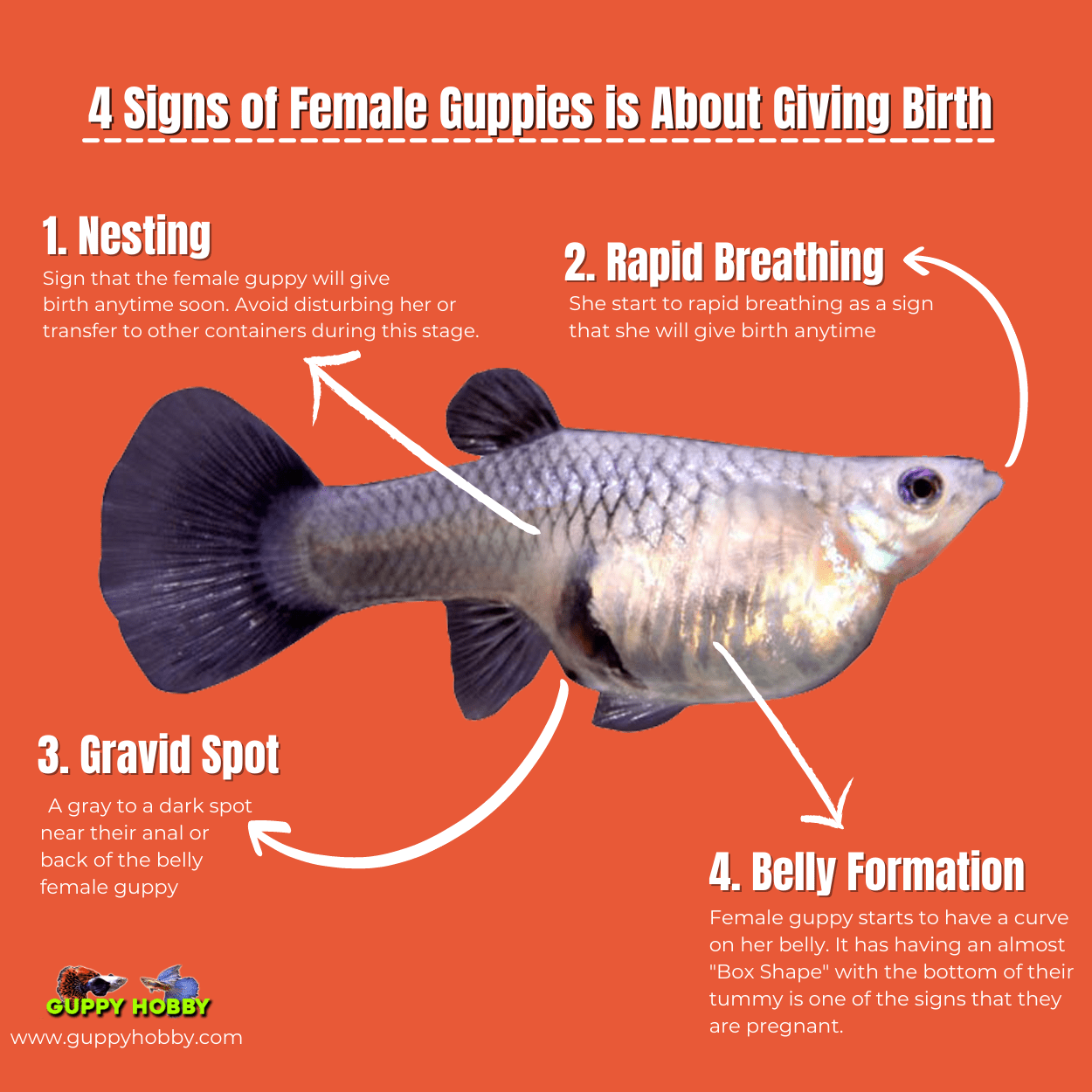 fish Is my guppy pregnant? How could I tell whether a guppy is