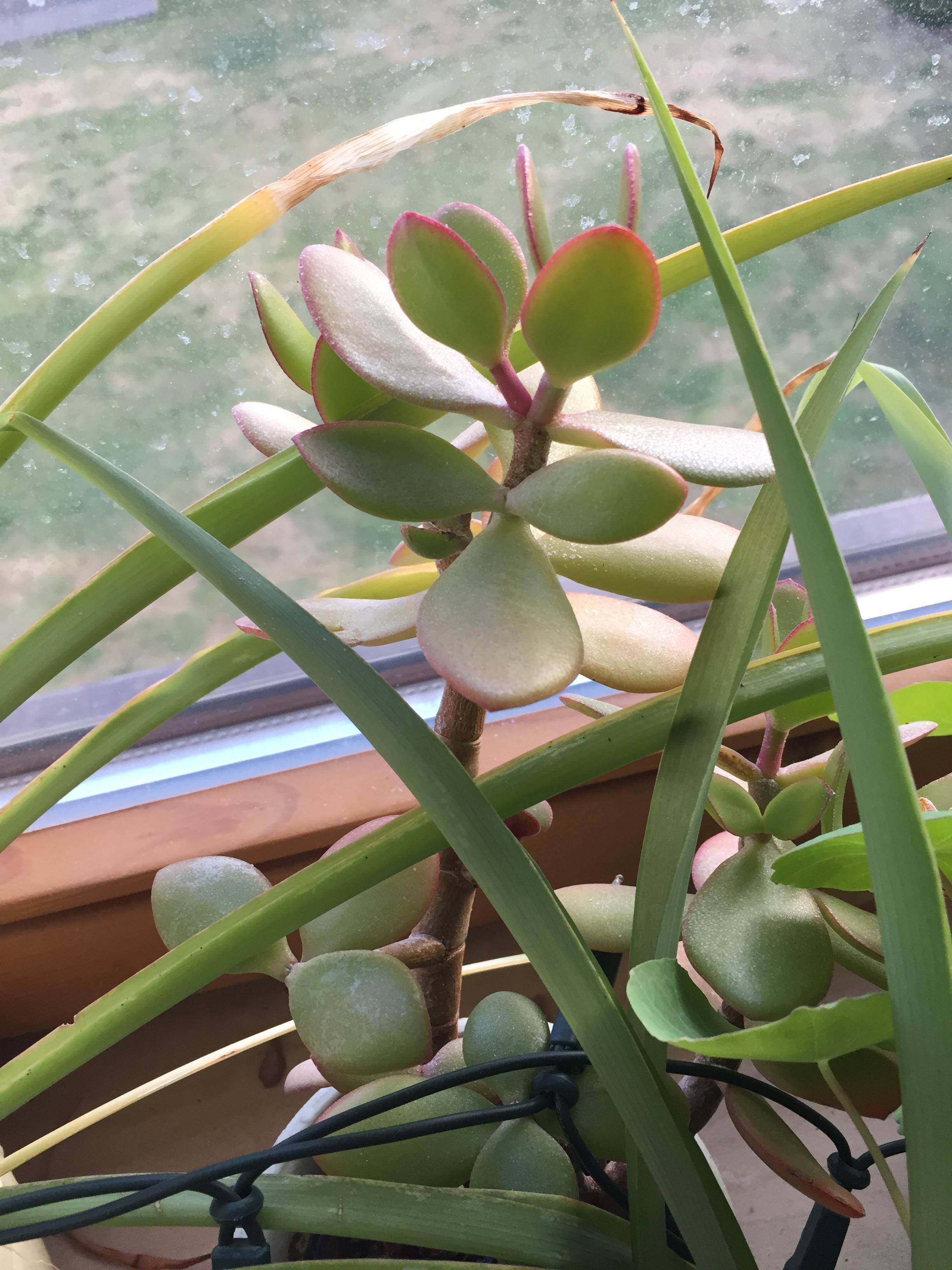 leaves Am I over or under watering this jade