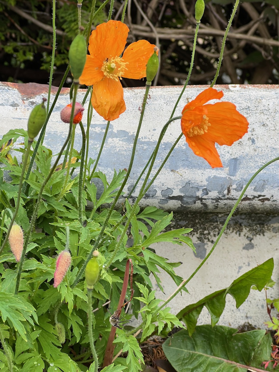 identification Is this a fasciated poppy? Gardening & Landscaping