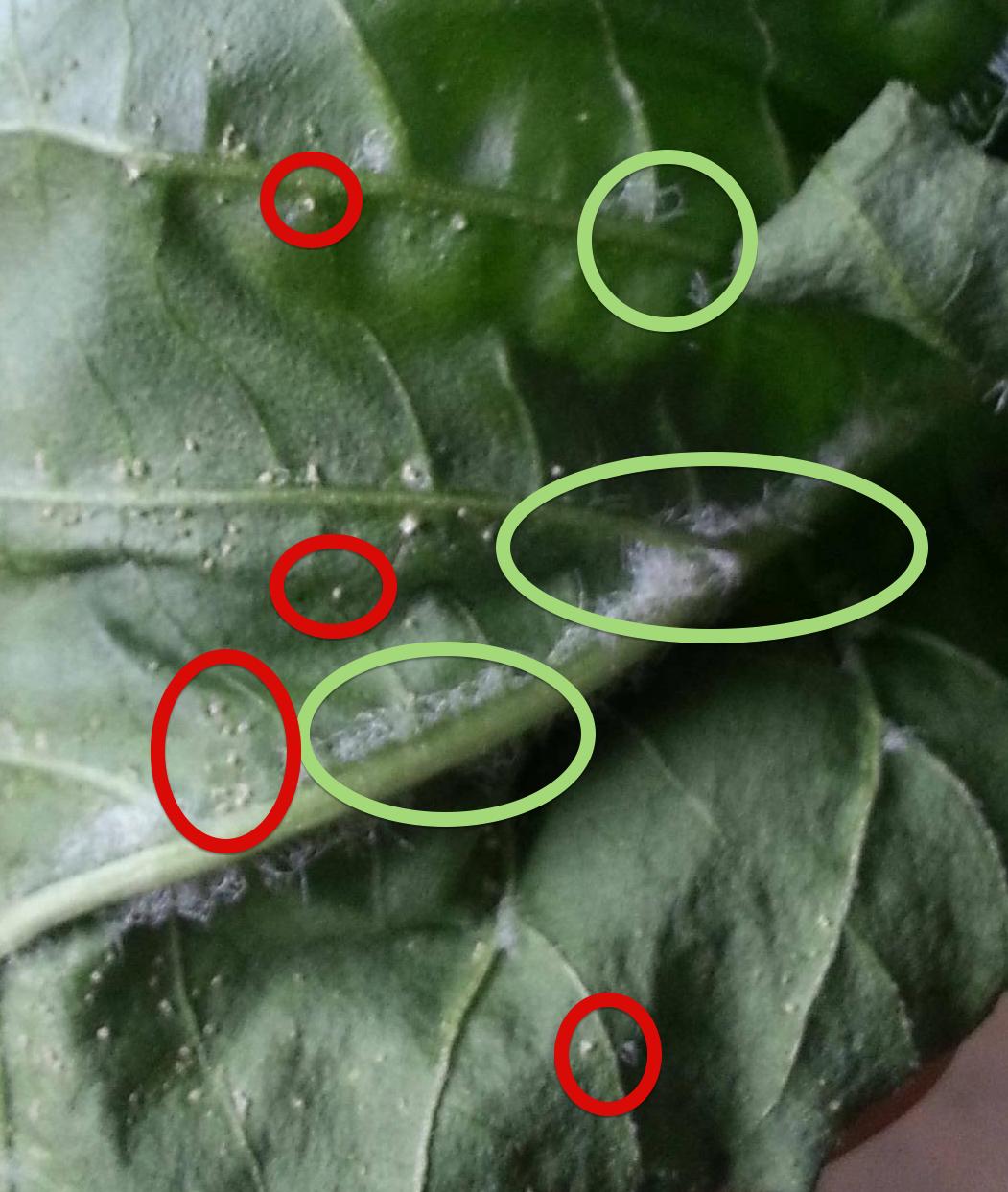 indoors White, fur like strands and spots on underside of chilli