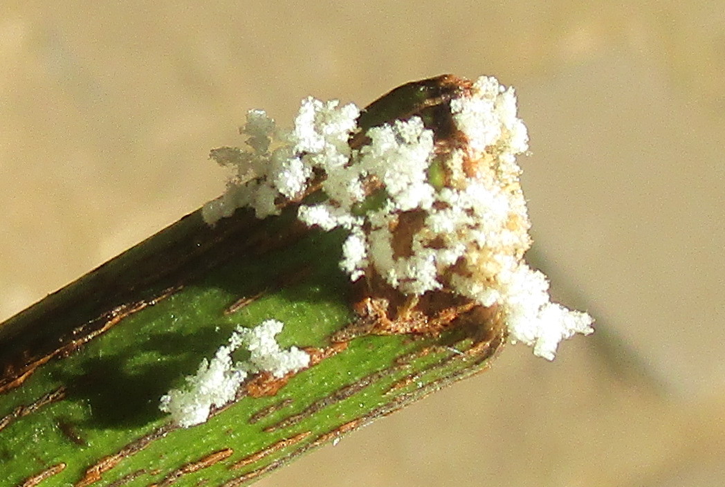 diagnosis What are the little white eggs on rose leaf? Gardening & Landscaping Stack Exchange