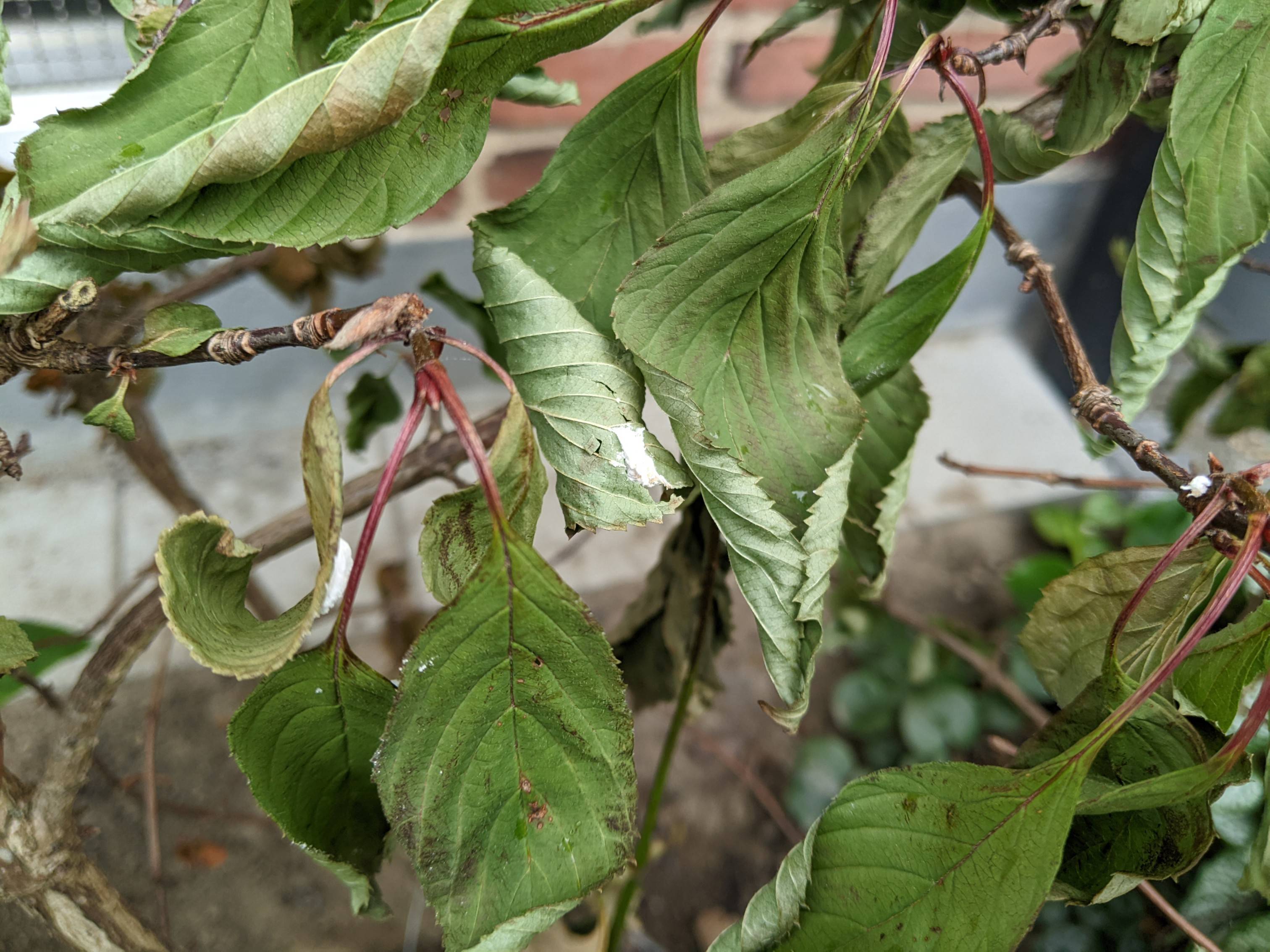 shrubs Why is this Viburnum farreri dying? Gardening & Landscaping