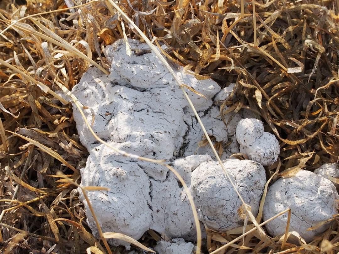 science based How do I change the color of my alien's feces