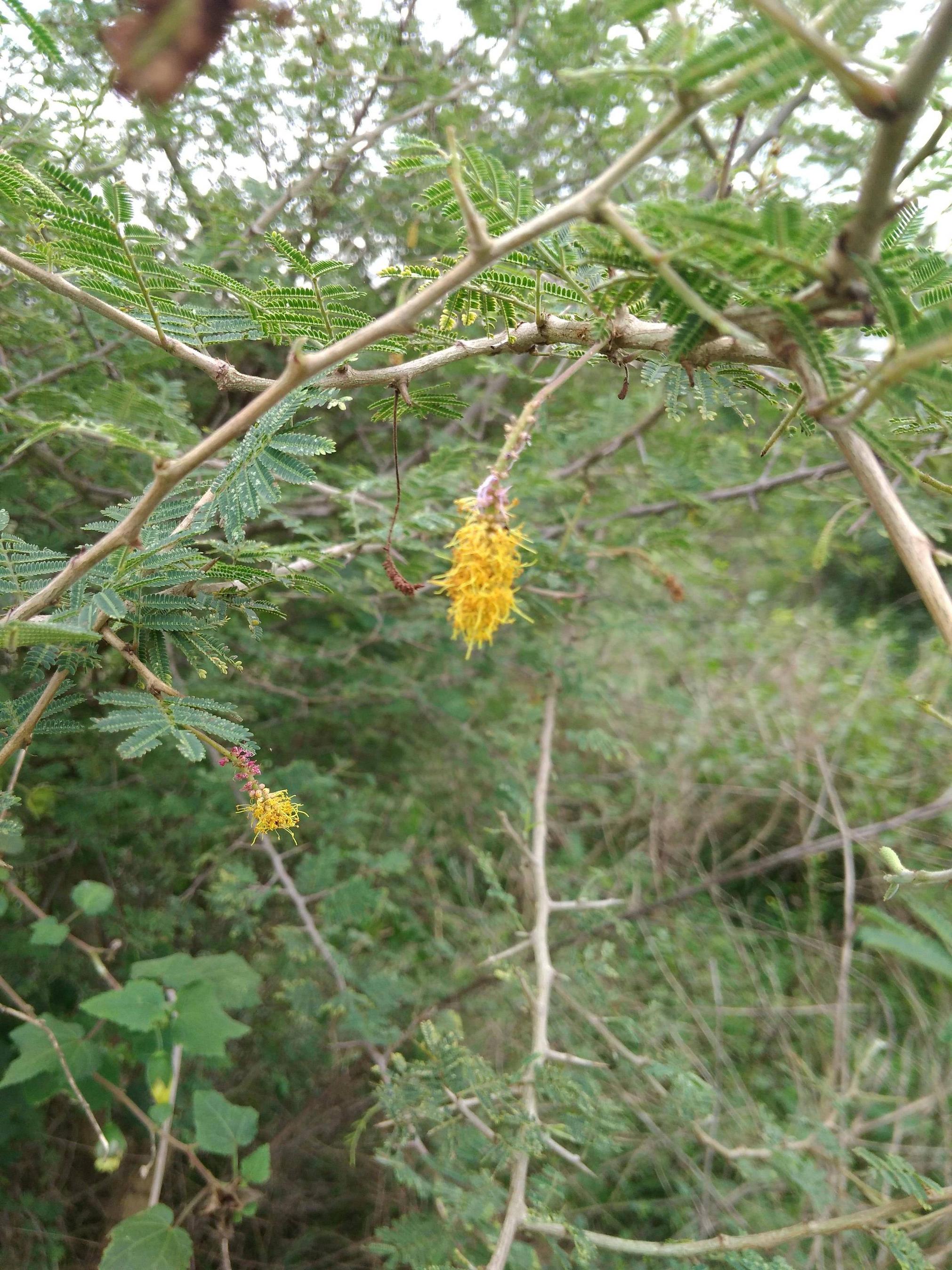 Trees Bearing Thorns, Spines and Prickles. Arborist Now