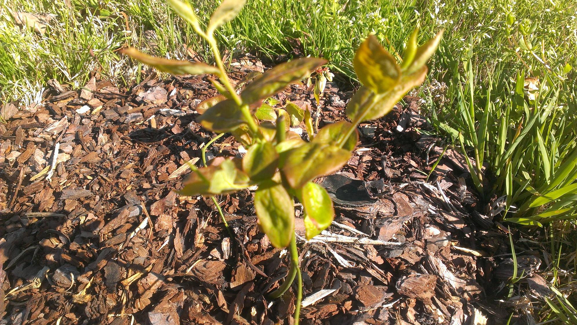 diagnosis What are some reasons why a blueberry bush's leaves turn yellow? Gardening