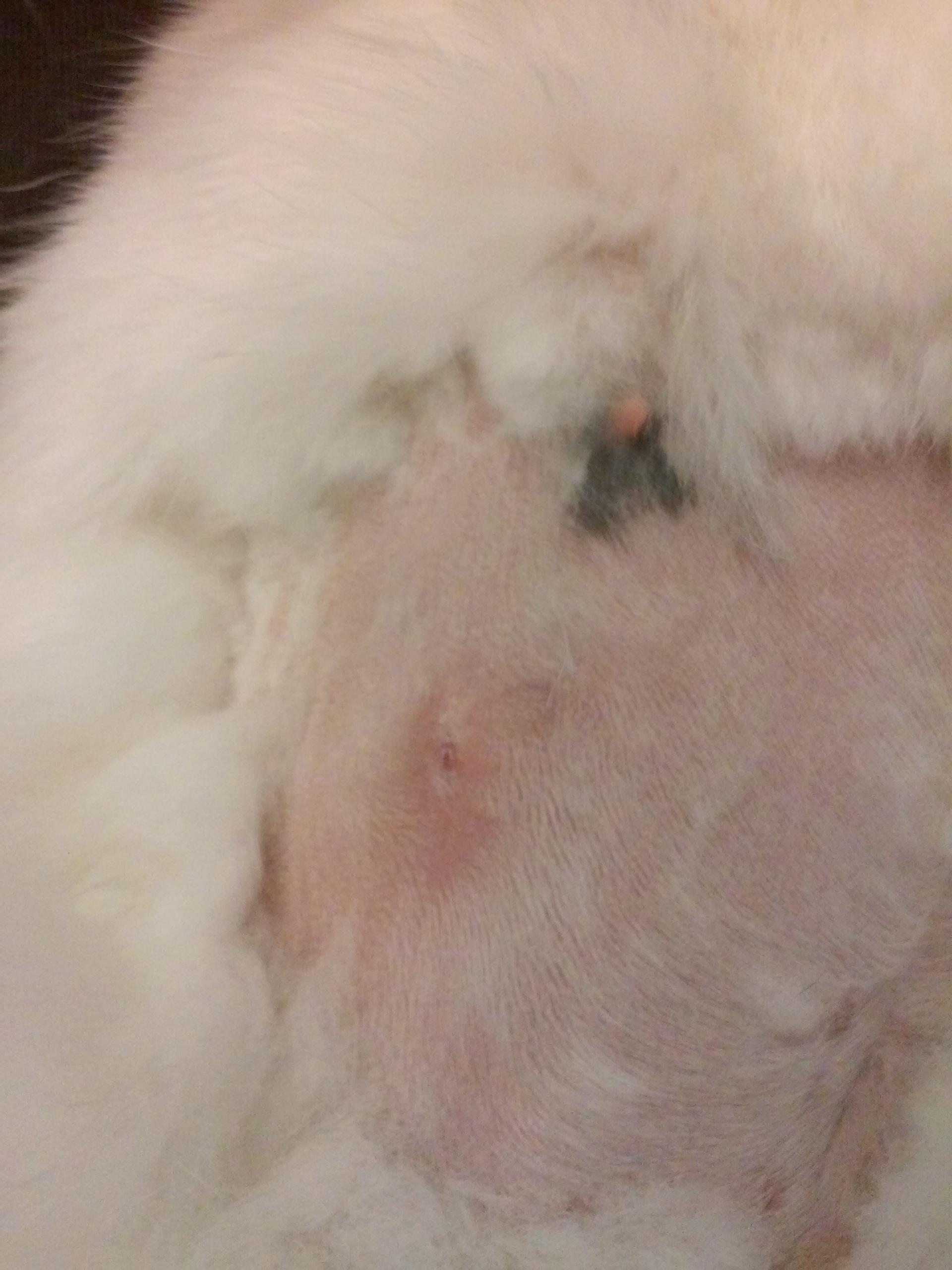 health My rabbit pulled her stitches out the day after surgery, now