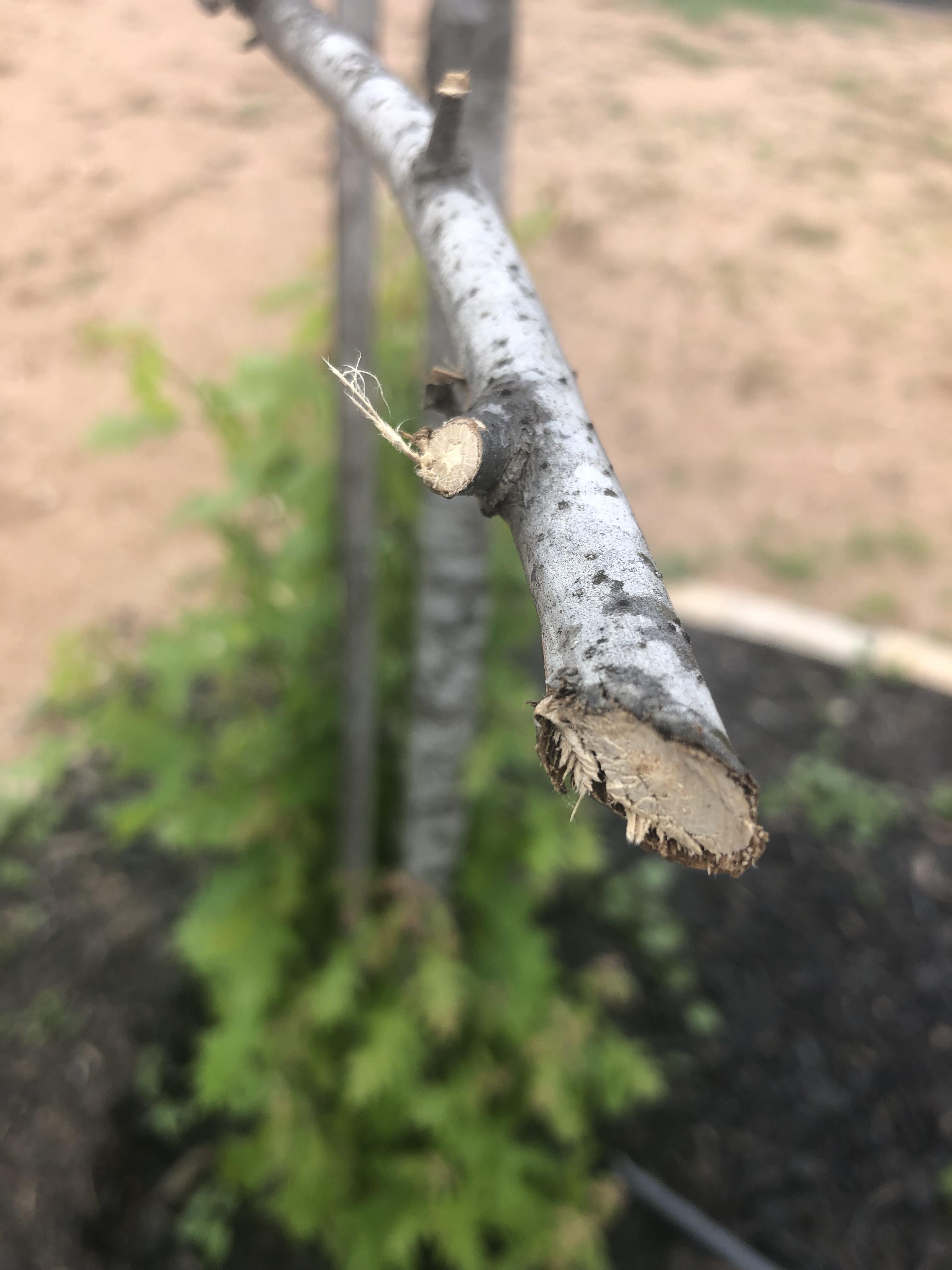 diagnosis Is my red oak tree dead? Only suckers growing( Gardening