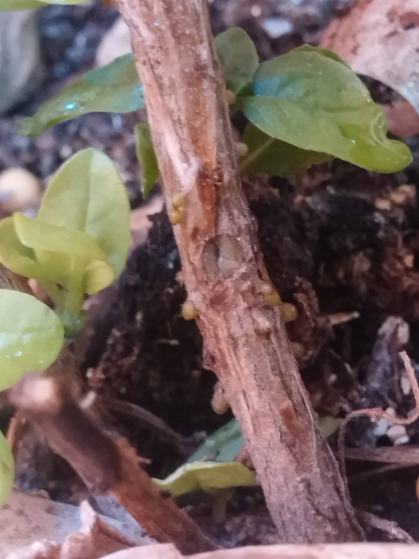 containers Who is eating my basil? Gardening & Landscaping Stack