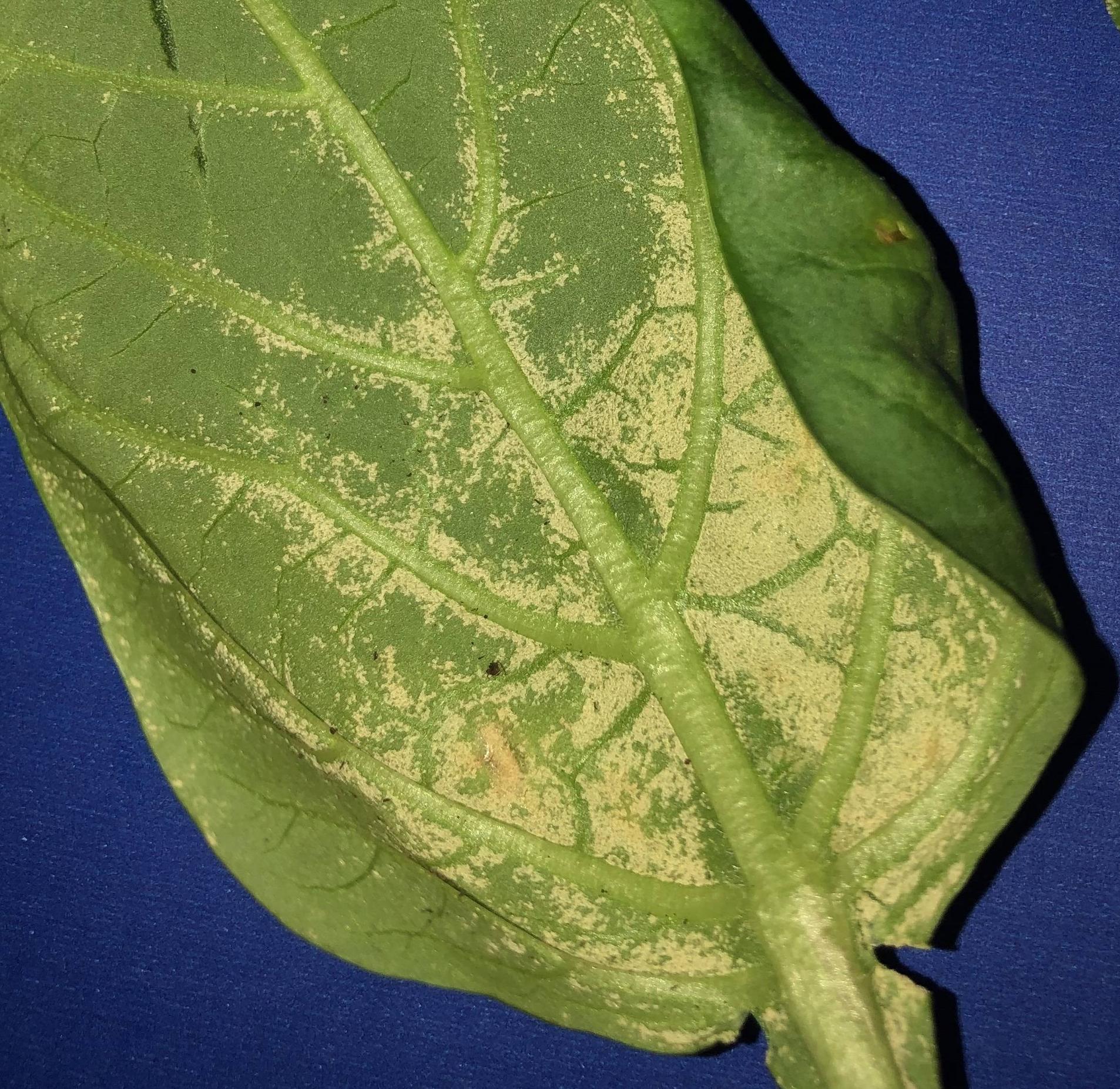 White Spots On Pepper Plant Leaves