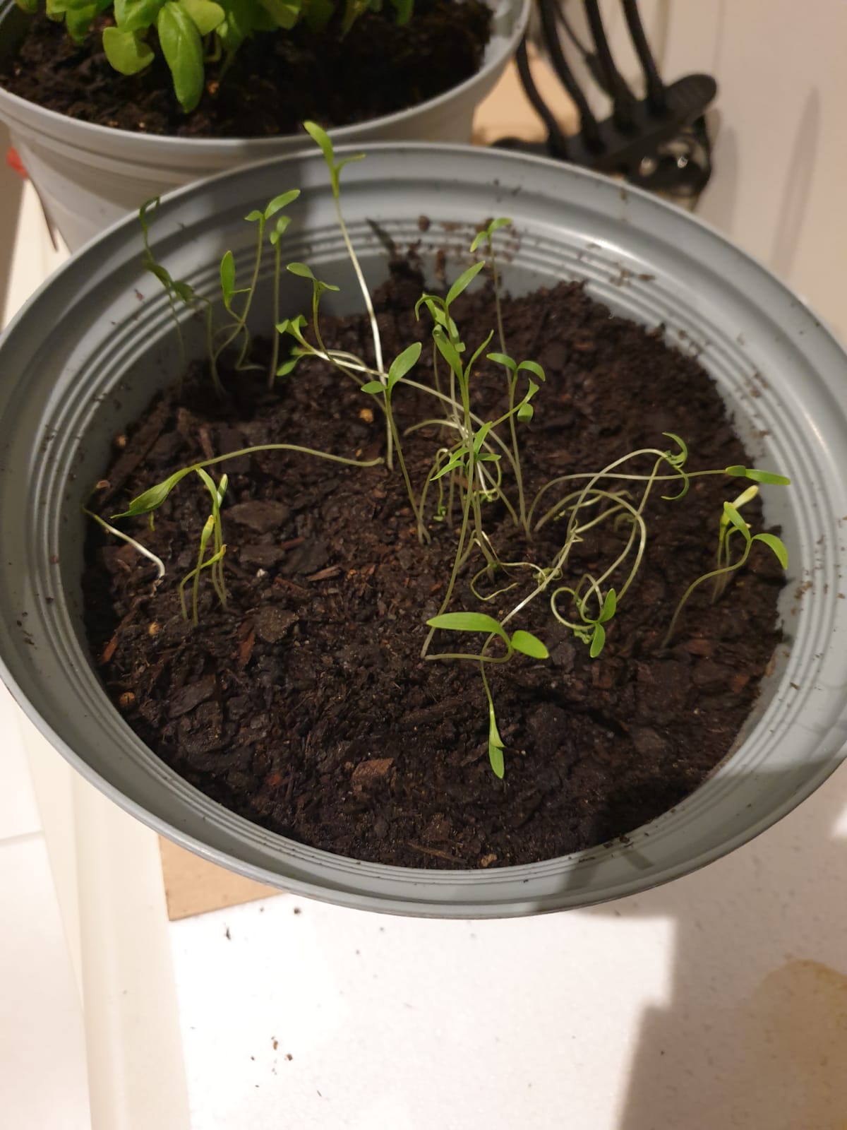 cilantro My coriander is drooping Gardening & Landscaping Stack