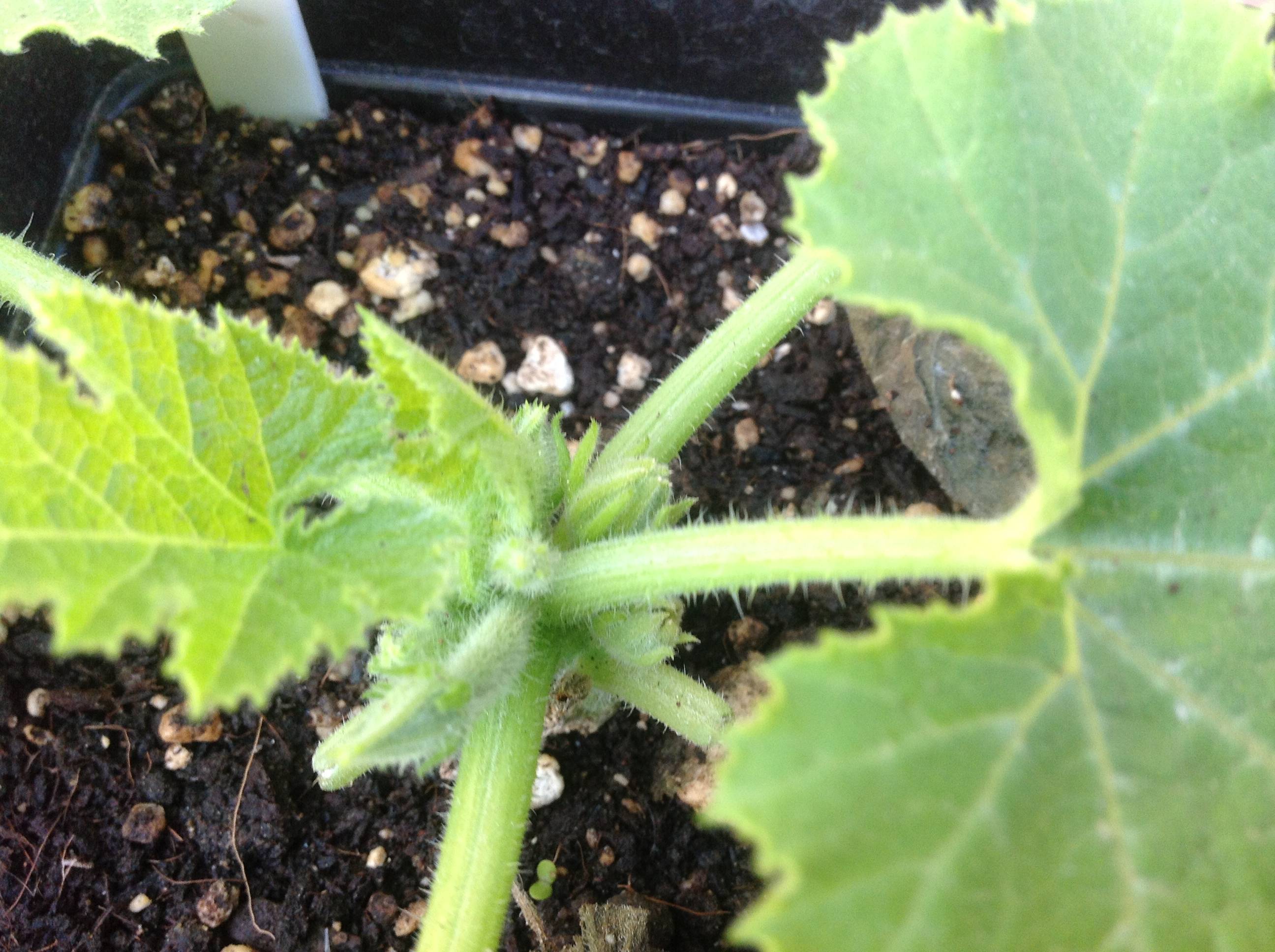 vegetables Should I prune my Zucchini's flowers? Gardening