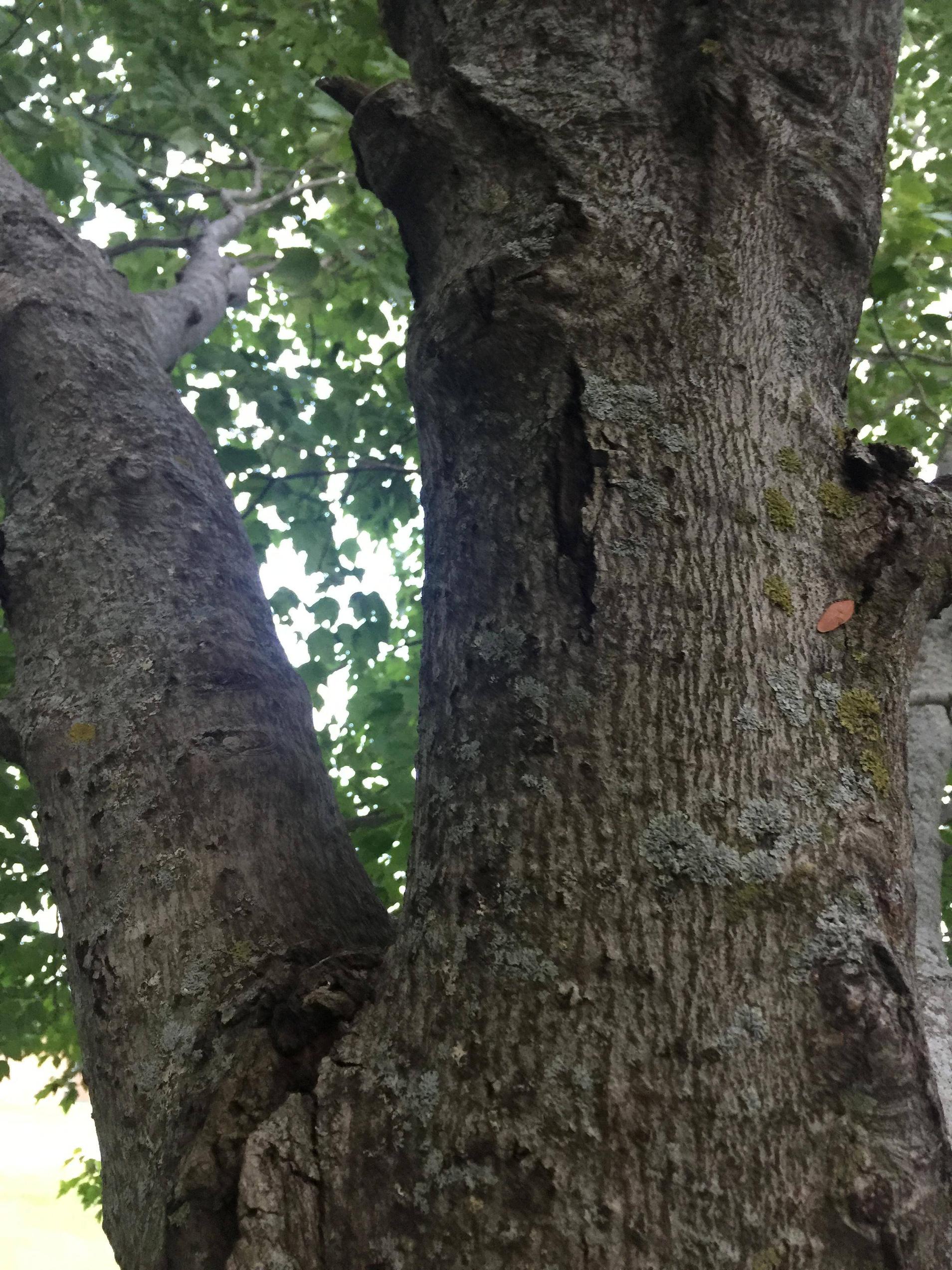 Is my maple tree beyond saving? - Gardening & Landscaping Stack Exchange
