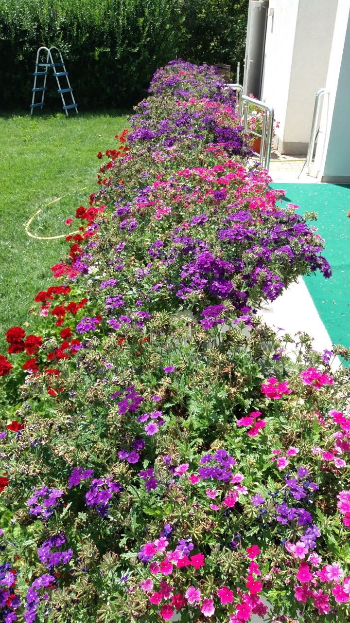 flowers Do these verbenas need deadheading? Gardening & Landscaping