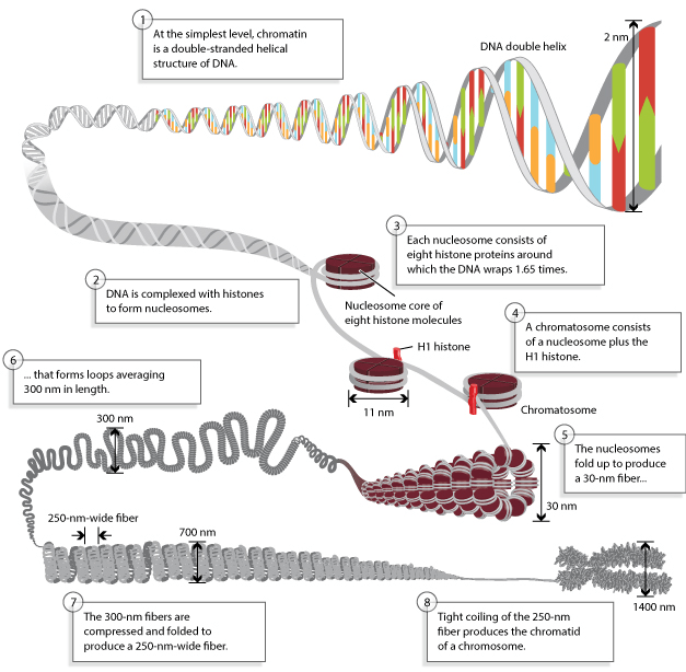 dna In a Chromosome, 2 nm is the length of what? Biology Stack Exchange