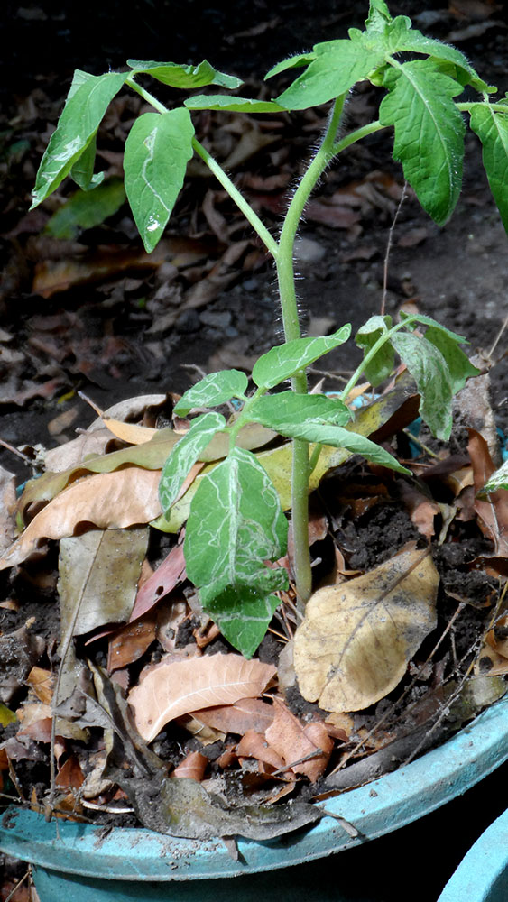 White Specks On Tomato Plants