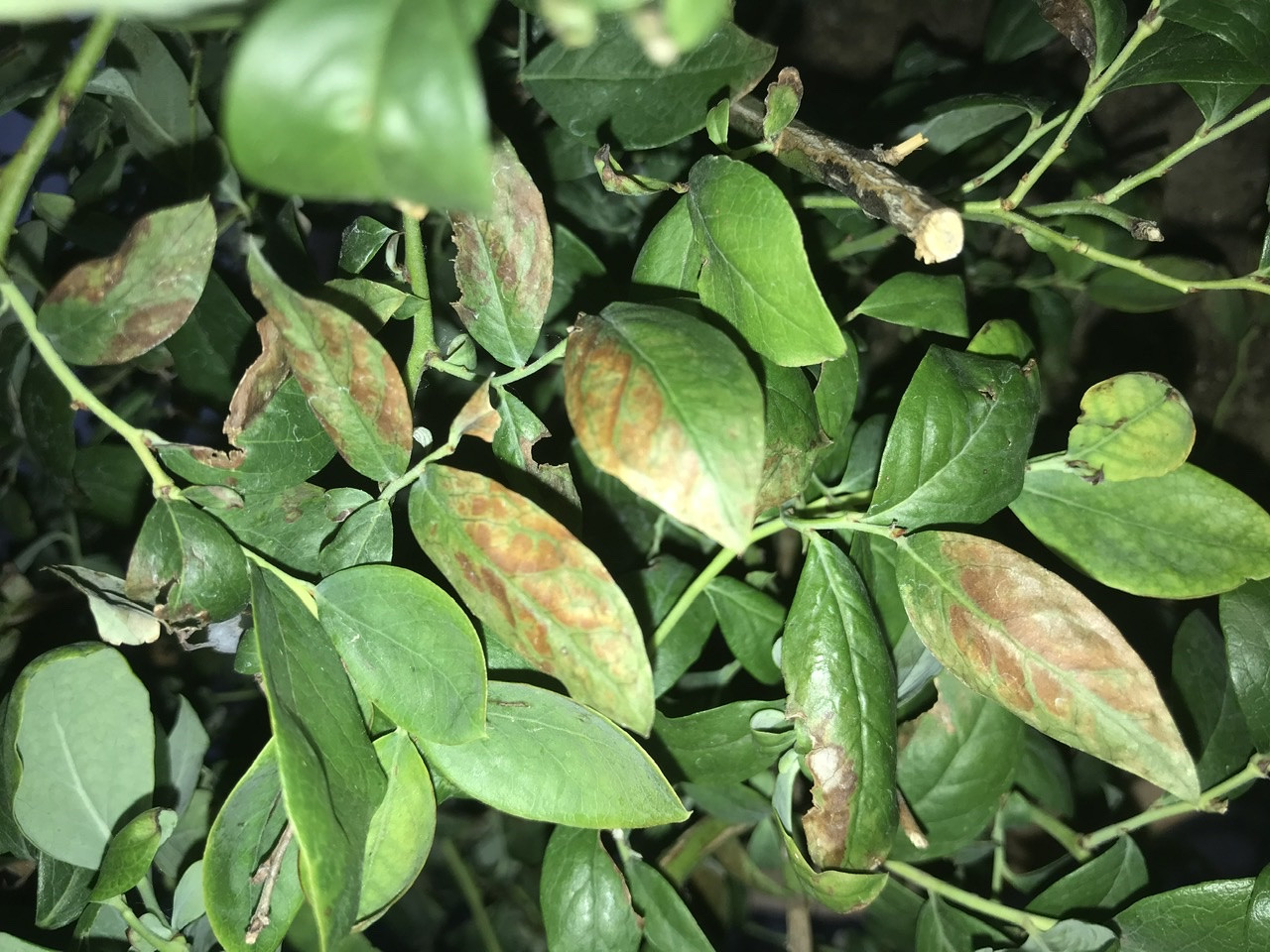 blueberries Blueberry leaves that curl and then brown Gardening