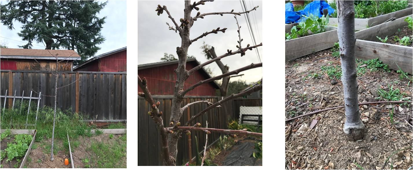 cherry tree not flowering and not leafing out Gardening & Landscaping