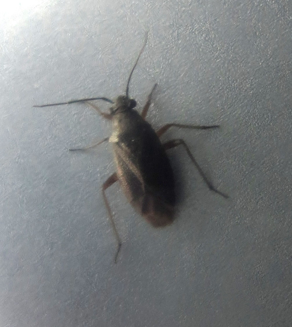 species identification Identify a small bug, possibly a plant bug