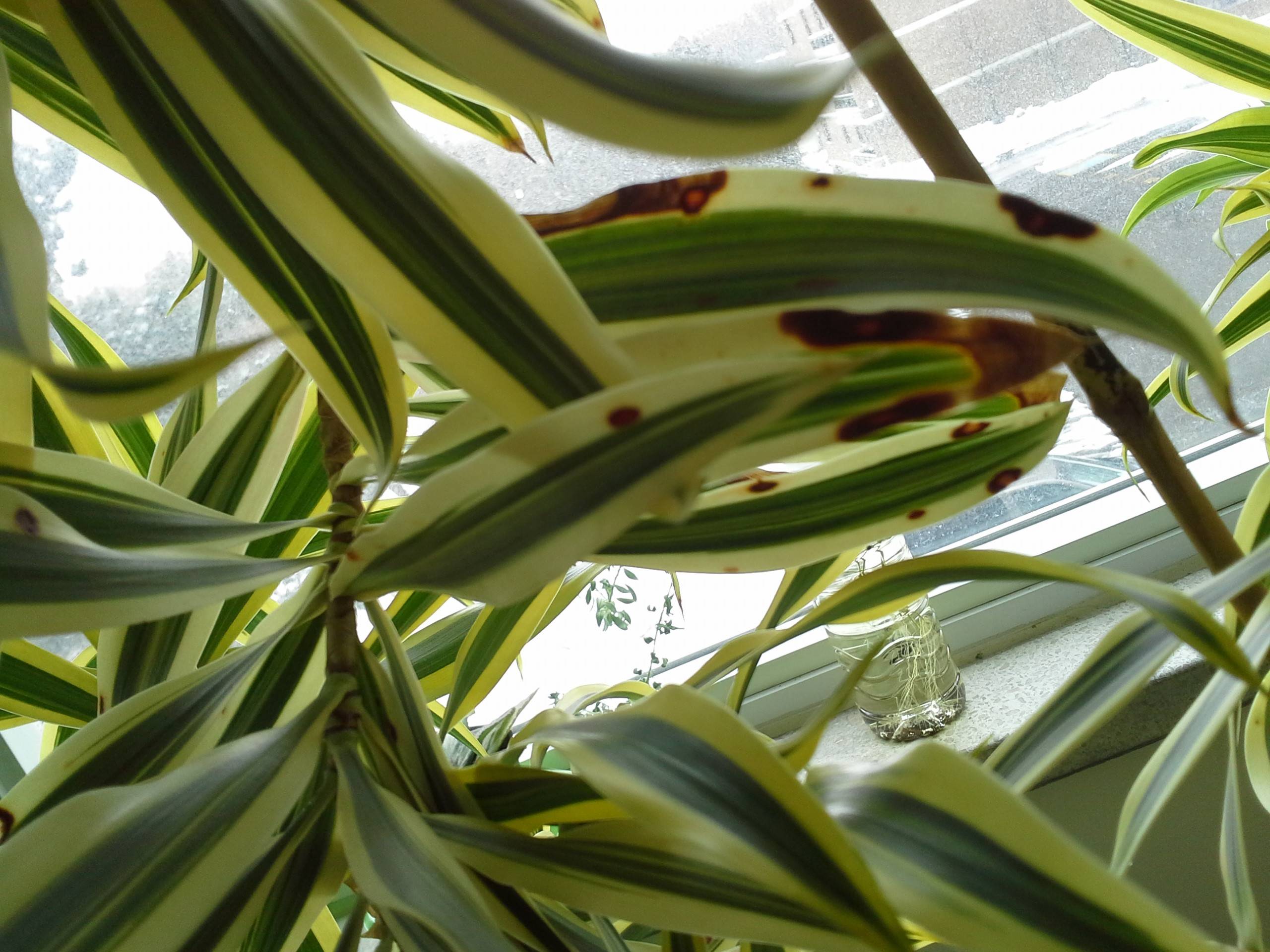 diagnosis What could cause brown spots on the leaves of a Song of