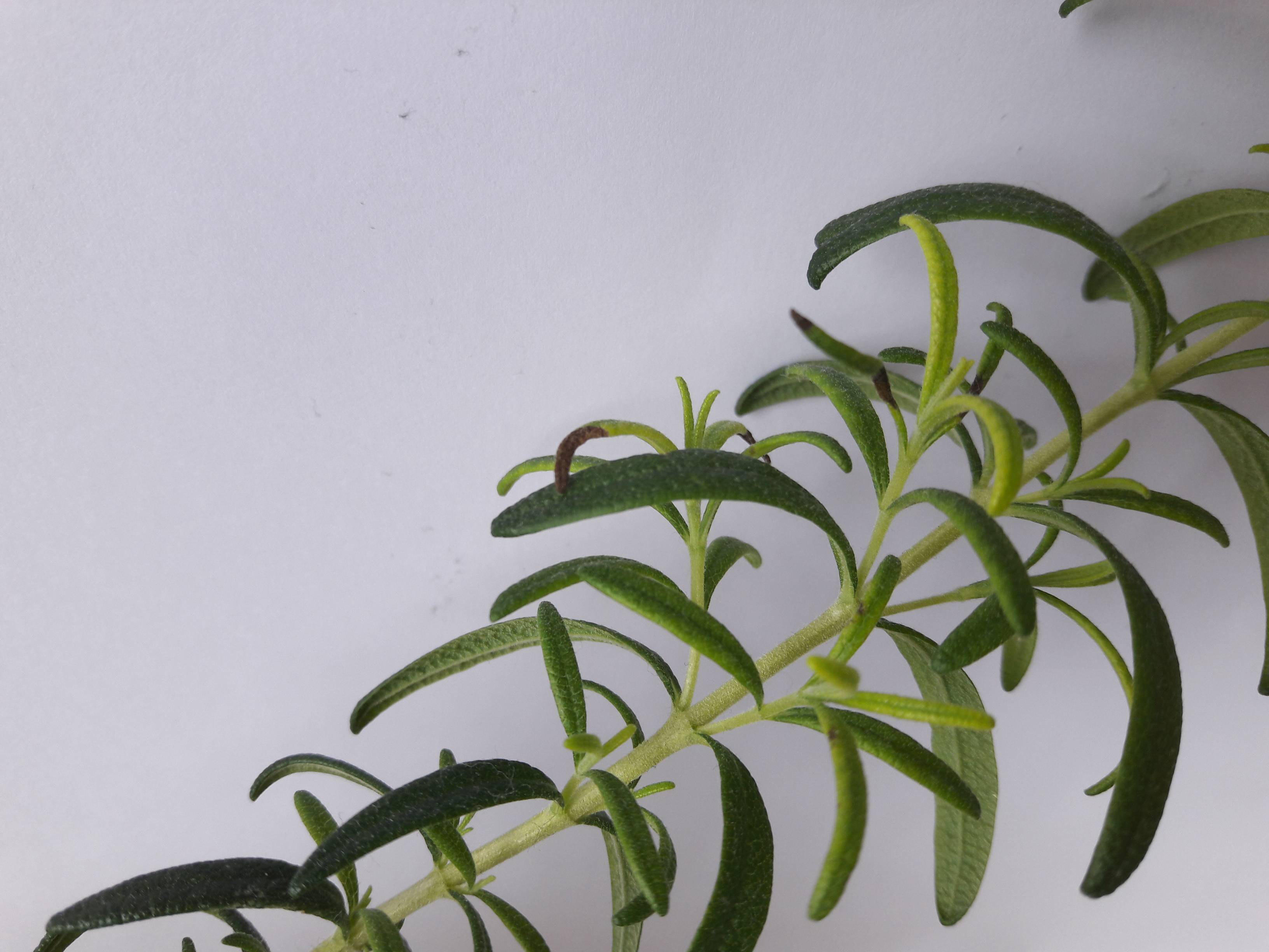 houseplants Rosemary plant issue Gardening & Landscaping Stack Exchange