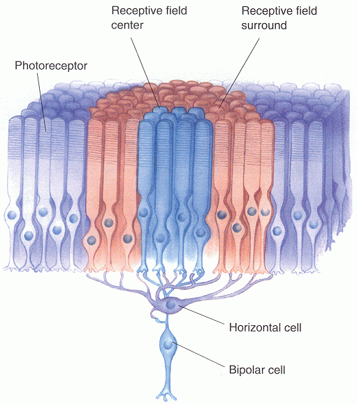 neuroscience What determines the shape of the centersurround