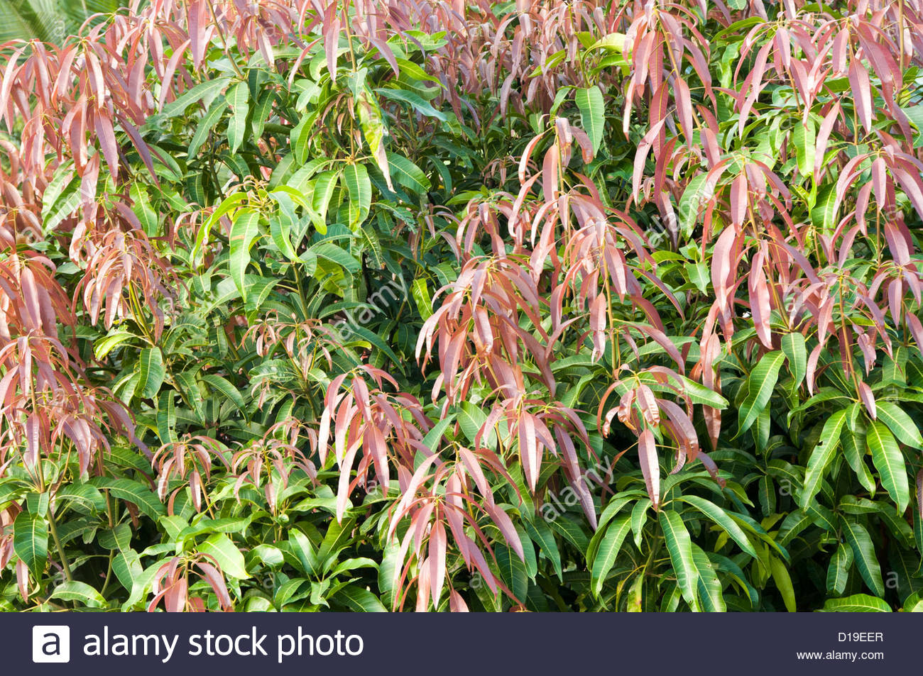 diagnosis Indoor Mango leaves drooping and brown Gardening