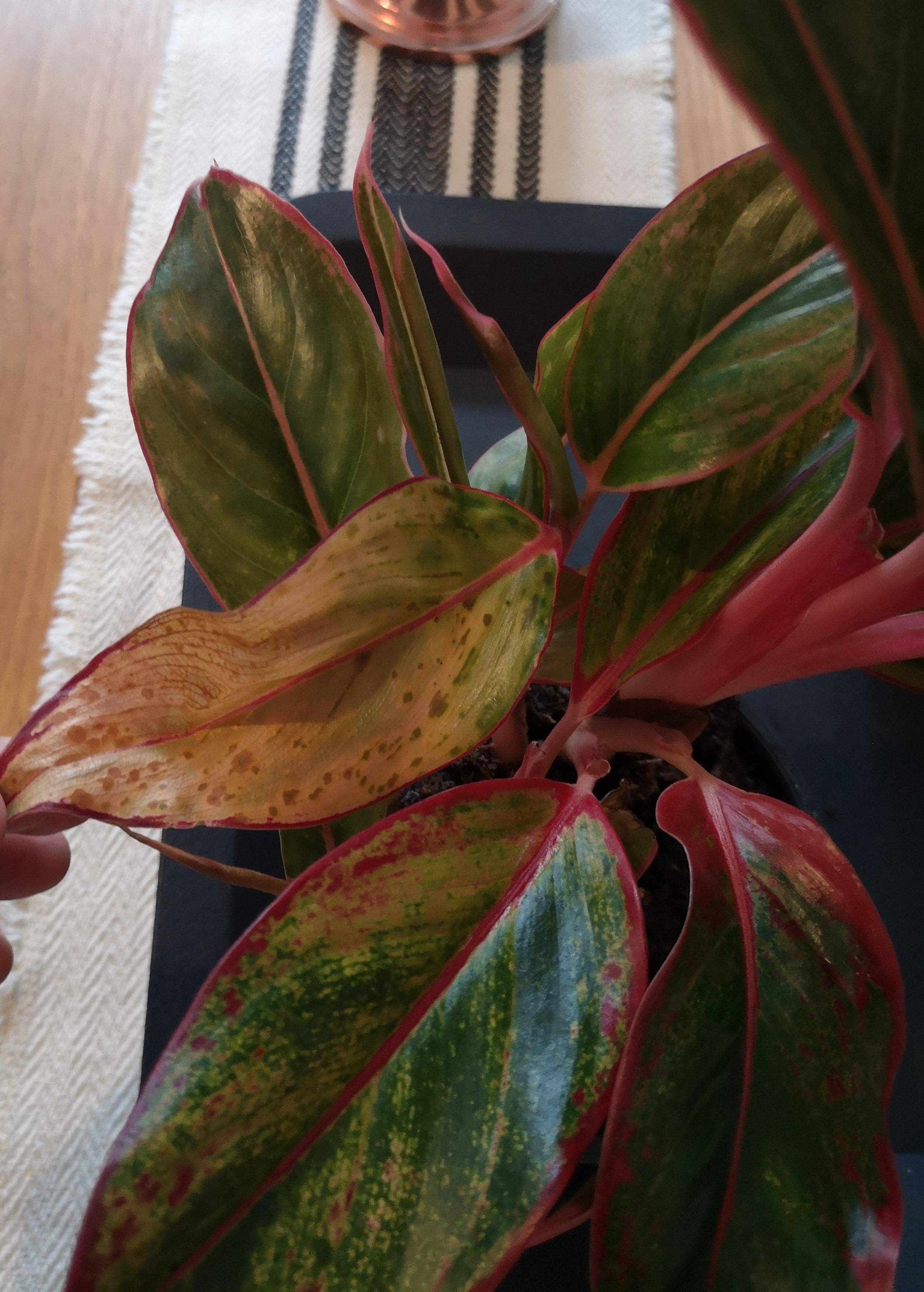 indoors Leaf turning yellow on newly bought Chinese