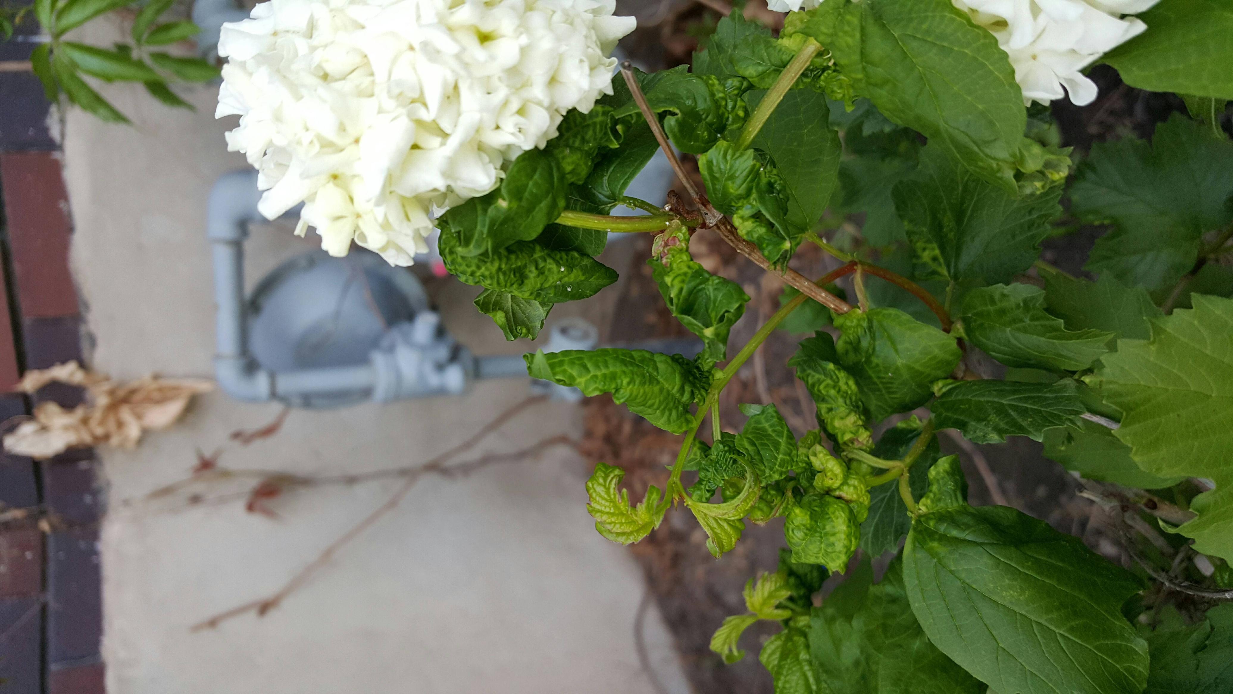 diagnosis Why are the leaves curling on my snowball bush? Gardening