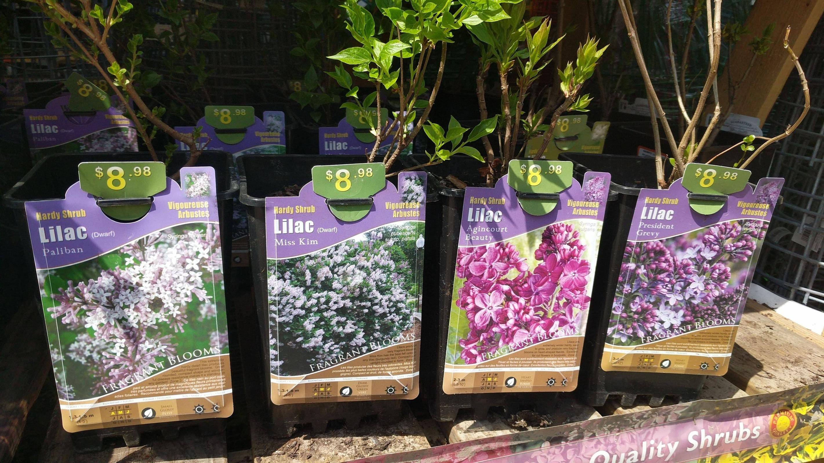 planting What's the correct lilac plant for my growing conditions
