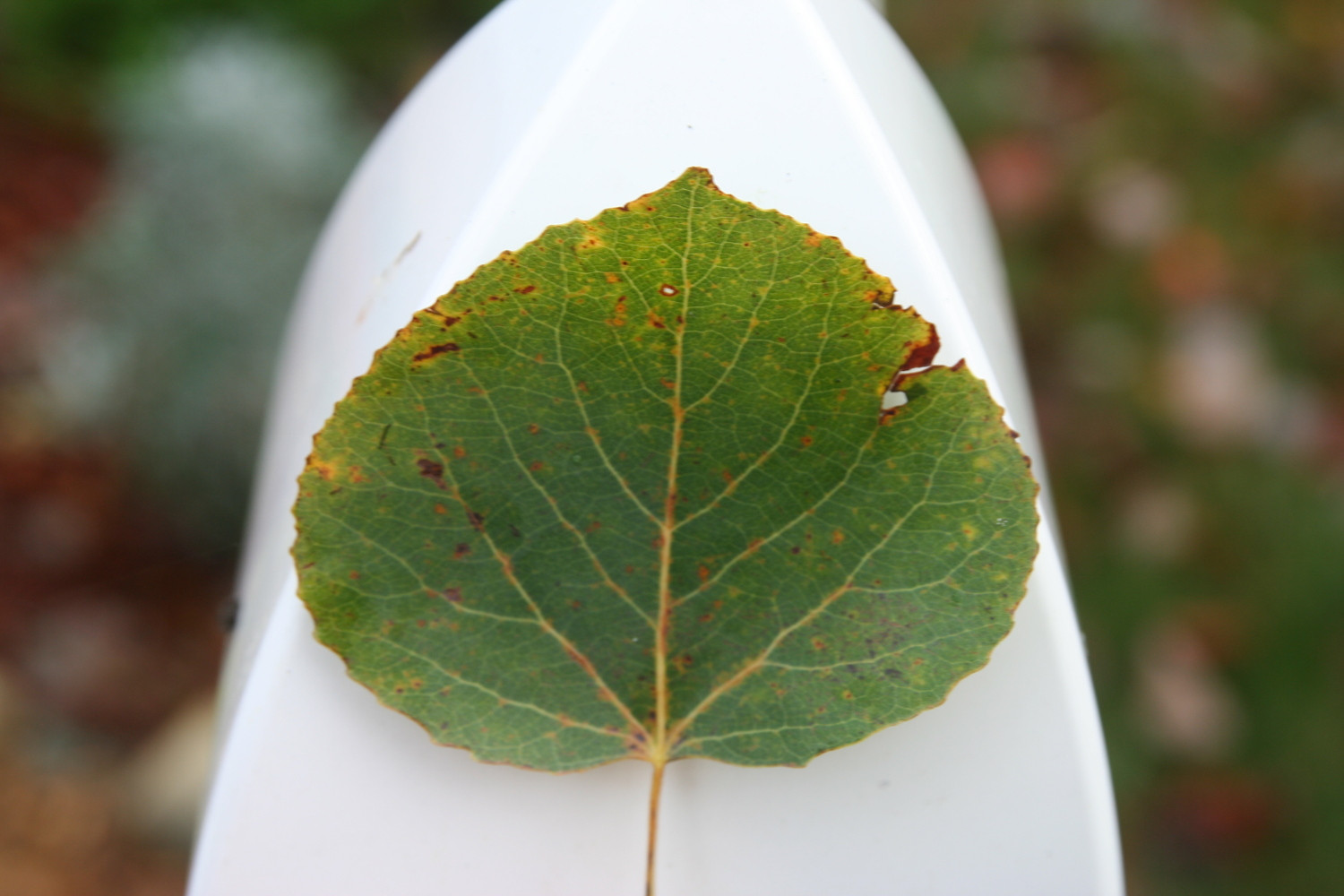 identification Are these trees some type of poplar? Gardening
