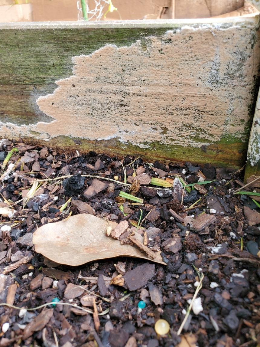 identification What is this fungus in my raised bed garden