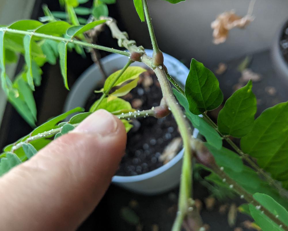 houseplants White bumps on carambola (starfruit) stems pest or infection? Gardening