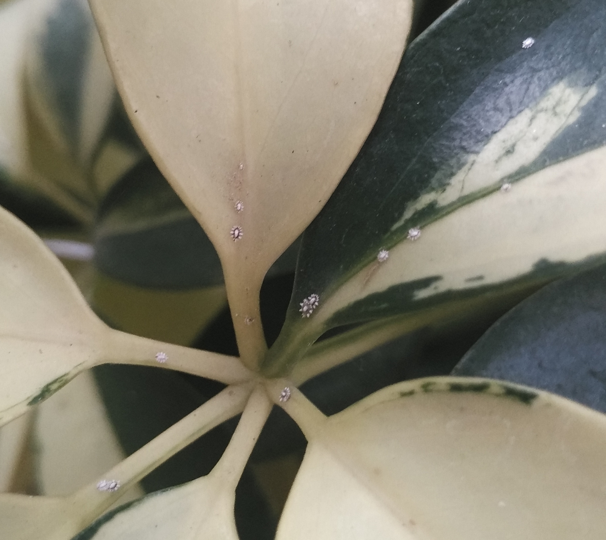 identification Should I remove the tiny, cute, white and red bugs