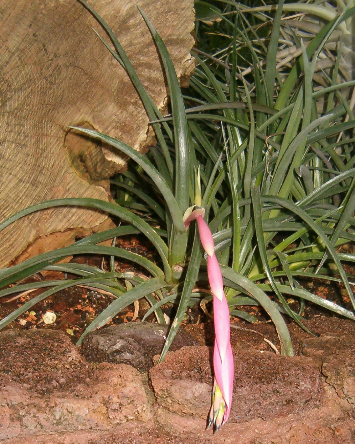 identification Identify this spiky plant Gardening & Landscaping