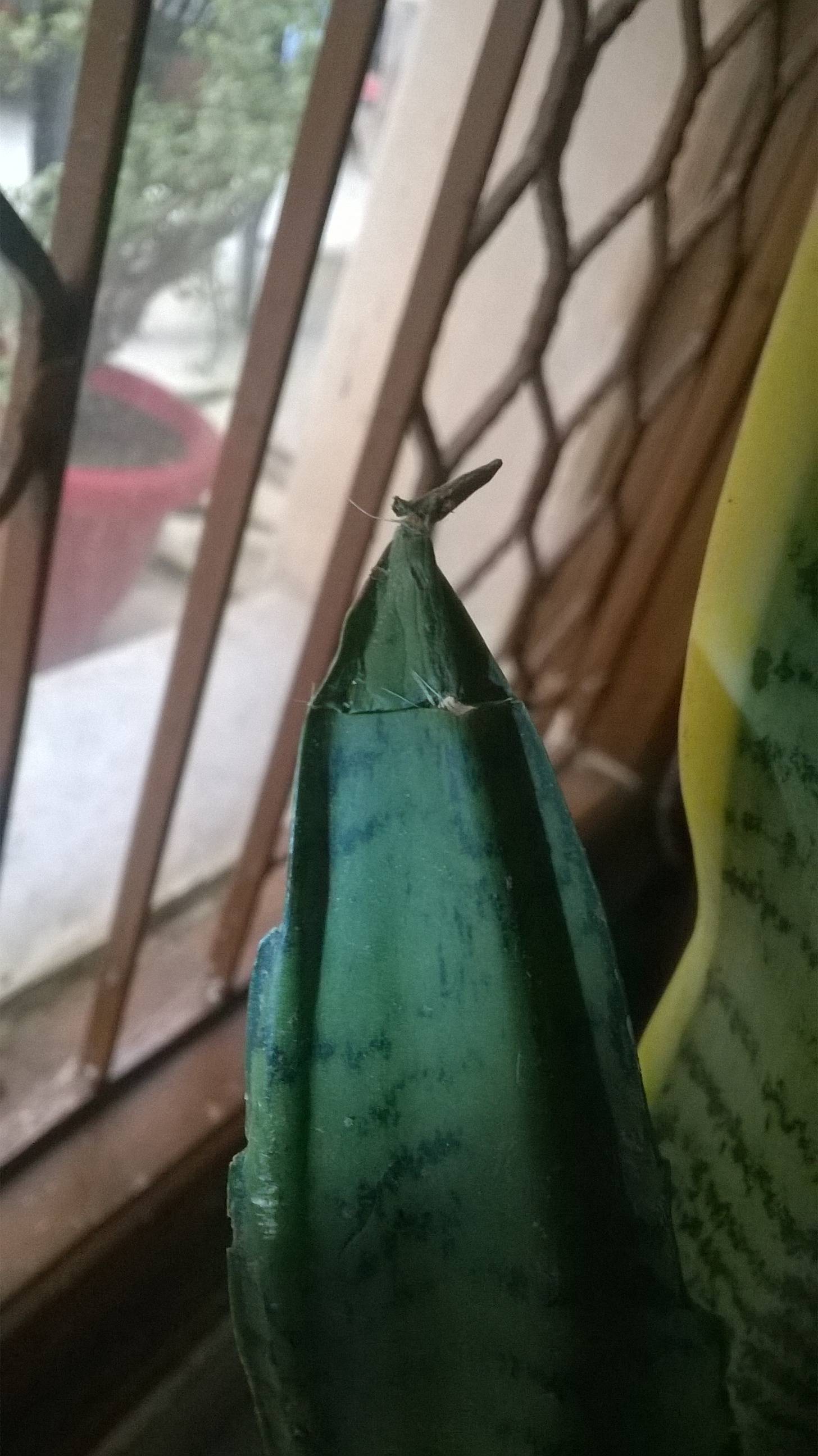 houseplants What to do with the damaged leaves of the Snake Plant