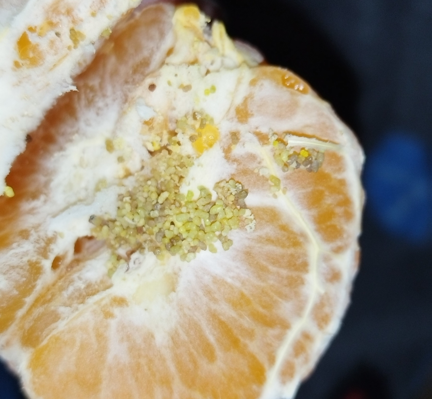 plant health Strange orange orbs inside mandarin fruit Gardening