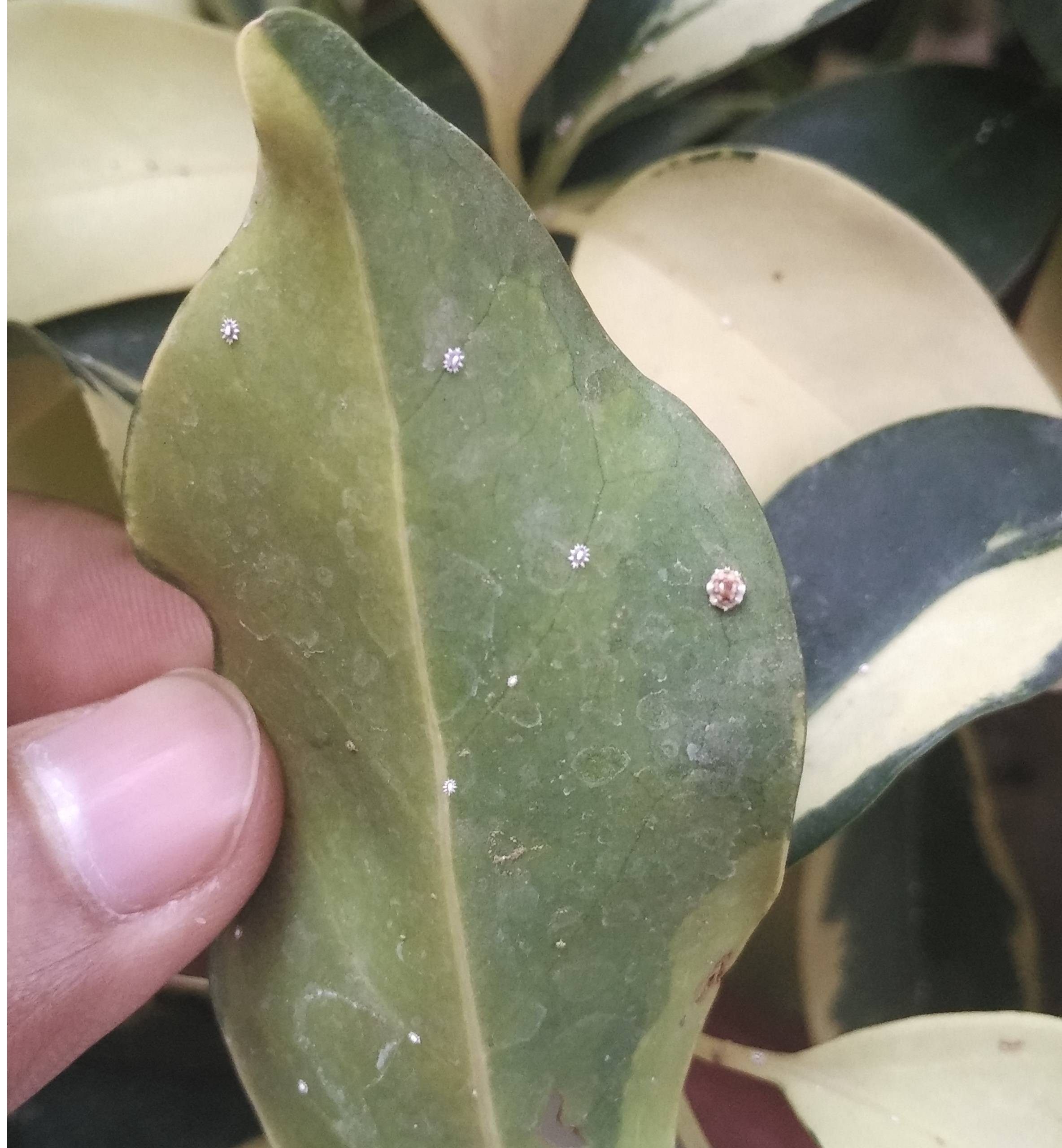 All 96+ Images Plant With White Spots On Green Leaves Sharp