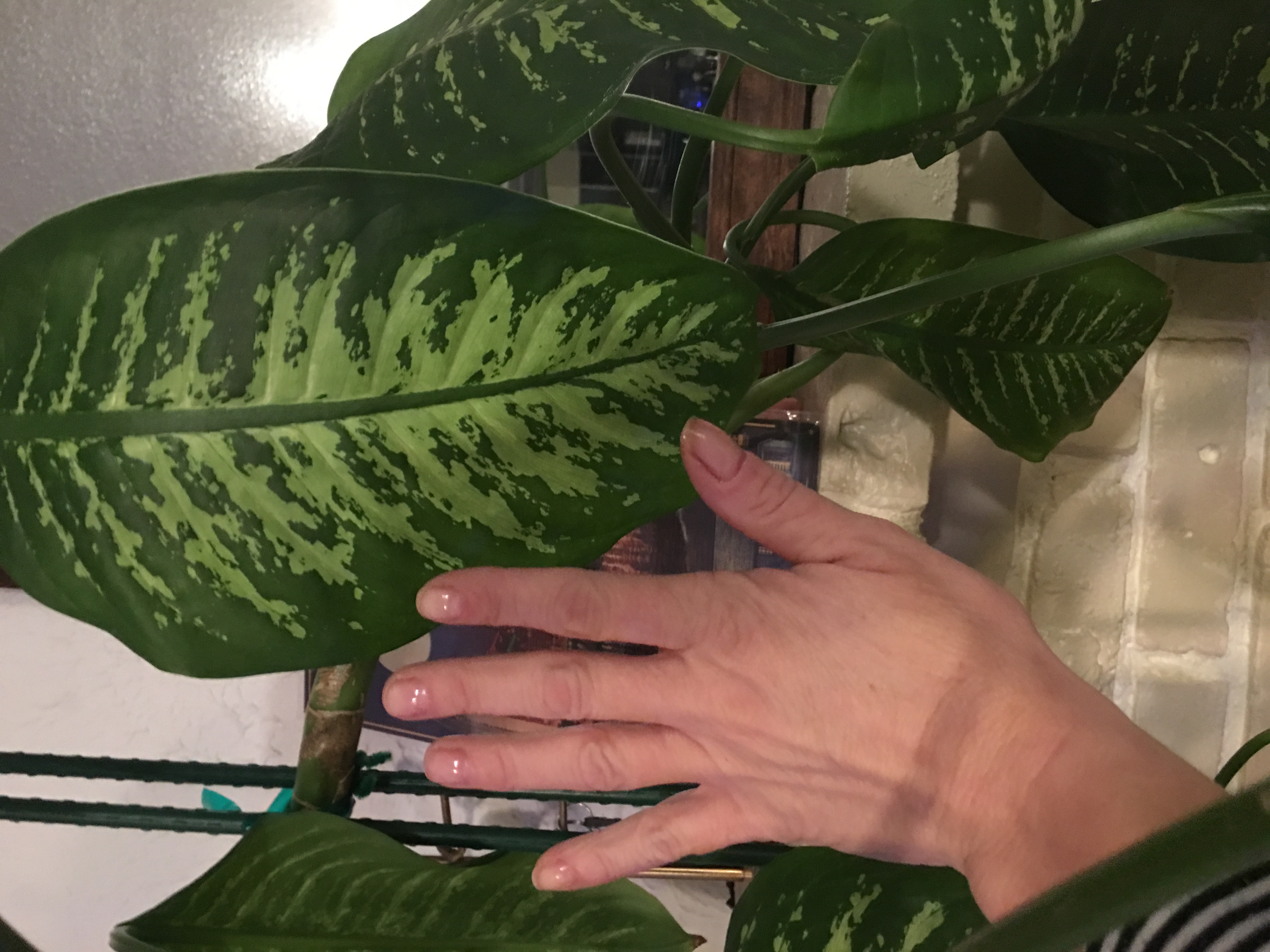 identification Help identifying two unique house plants Gardening & Landscaping Stack Exchange
