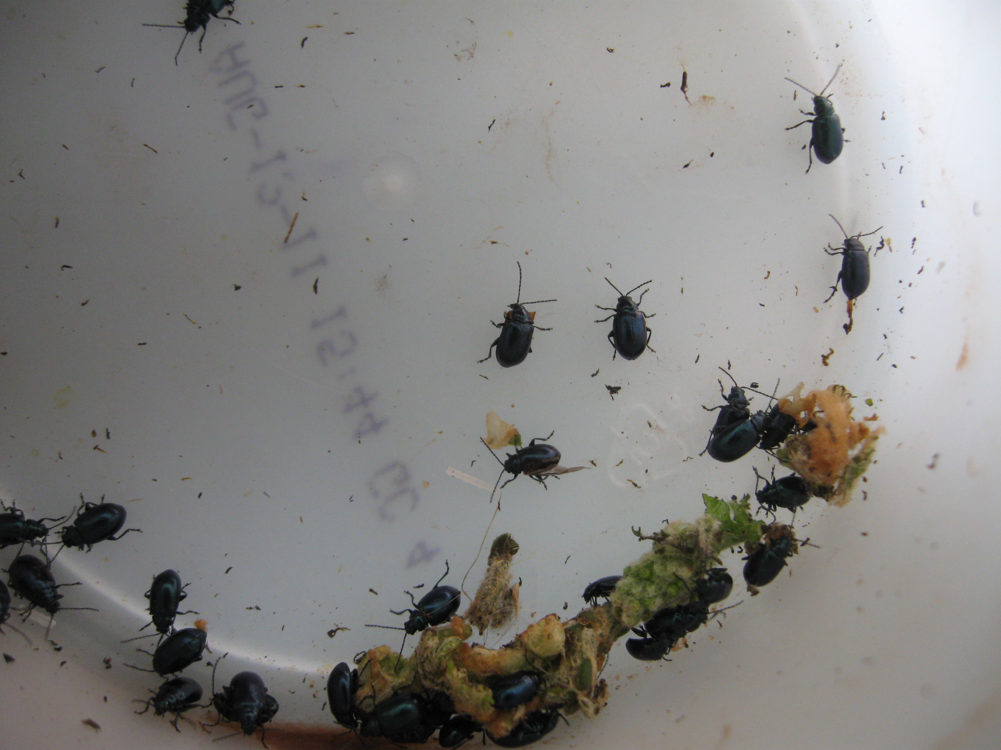 pest control How can I deal with the beetles eating my grapevine