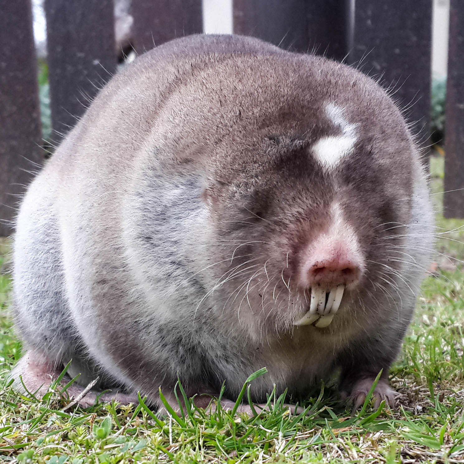 The biggest underground living animal ECHEMI