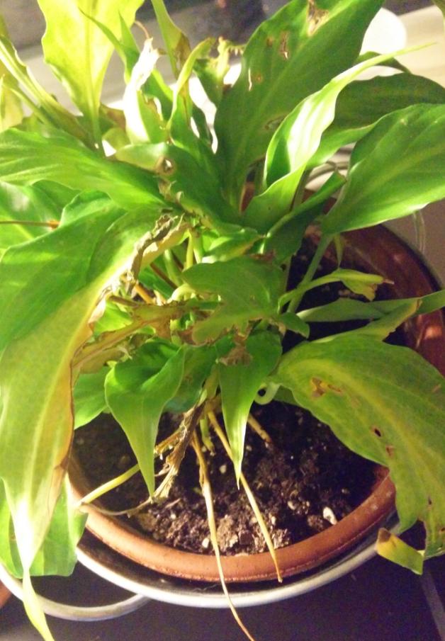 pruning Should damaged leaves be removed? Gardening & Landscaping