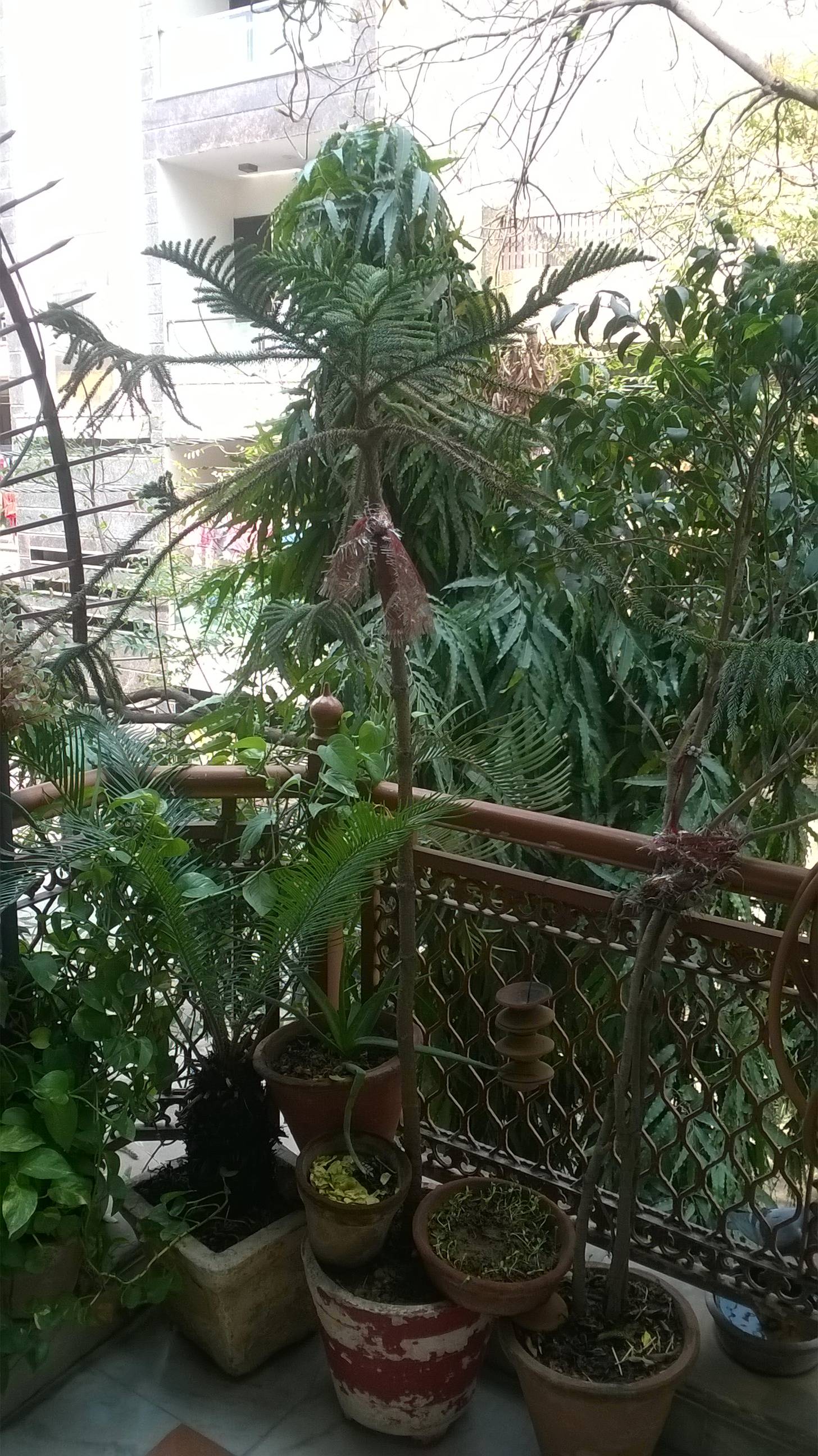 diagnosis Why do my potted plants have stems but no branches