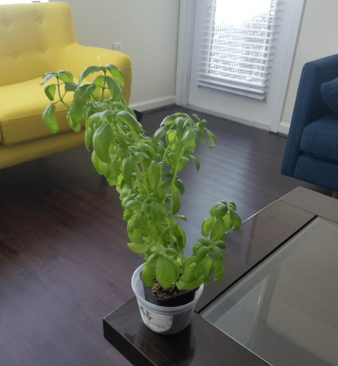 Is my basil plant dead Gardening & Landscaping Stack Exchange