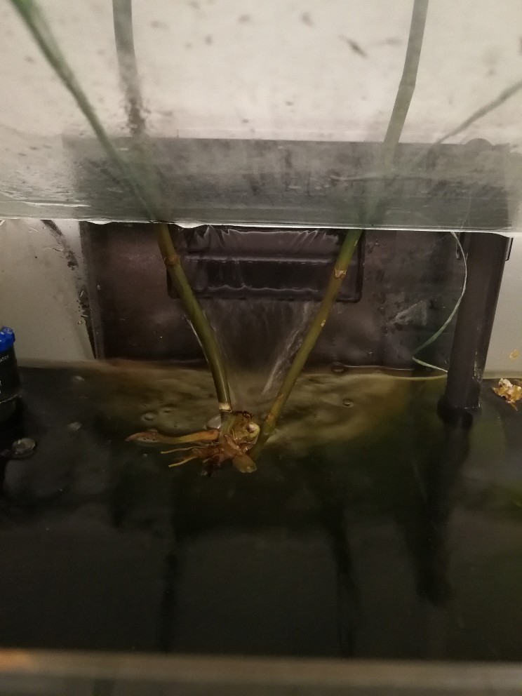 Can an orchid be revived with no roots? Gardening & Landscaping Stack