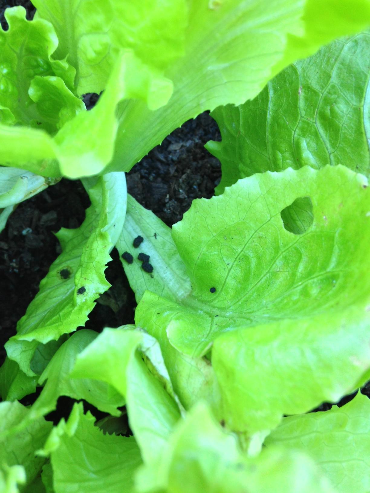 pests What to do about a slug and excrement on my Batavian lettuce