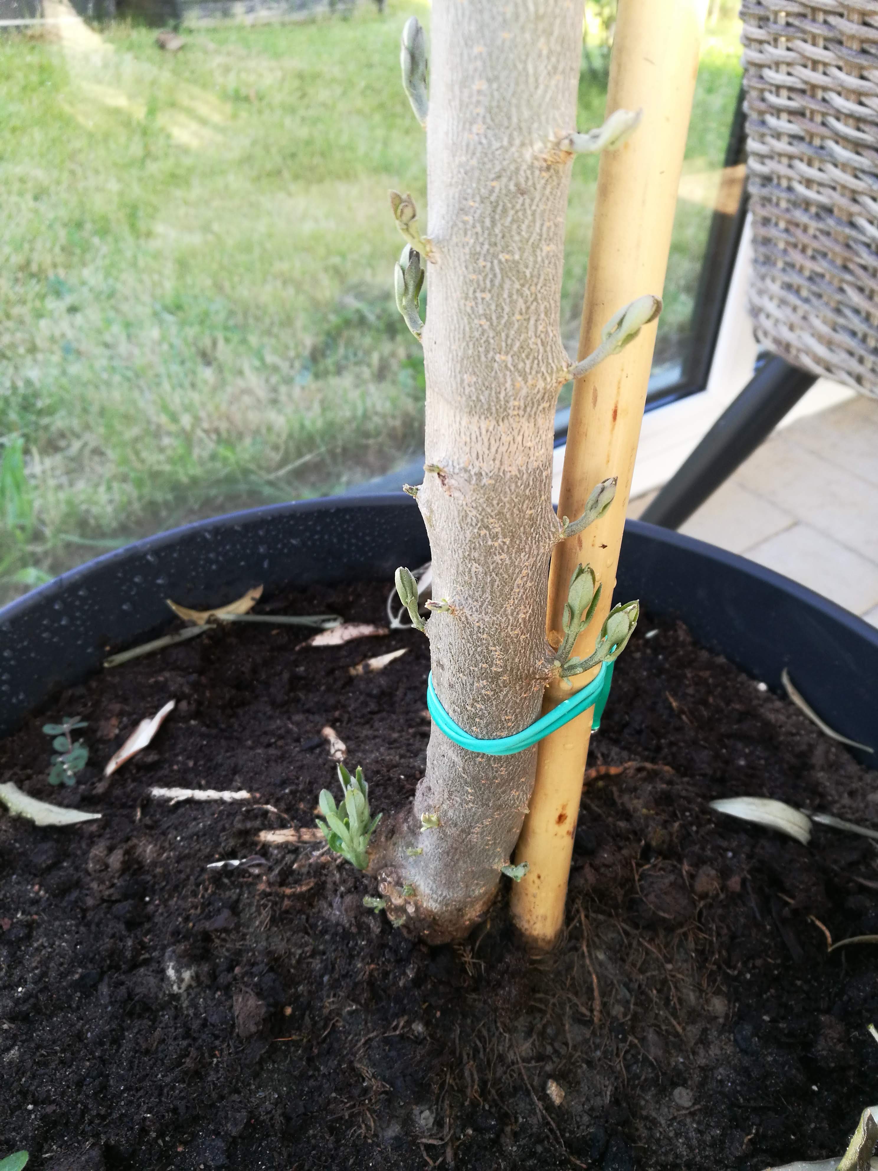 watering My olive tree's leaves have dried out but bottom of trunk is