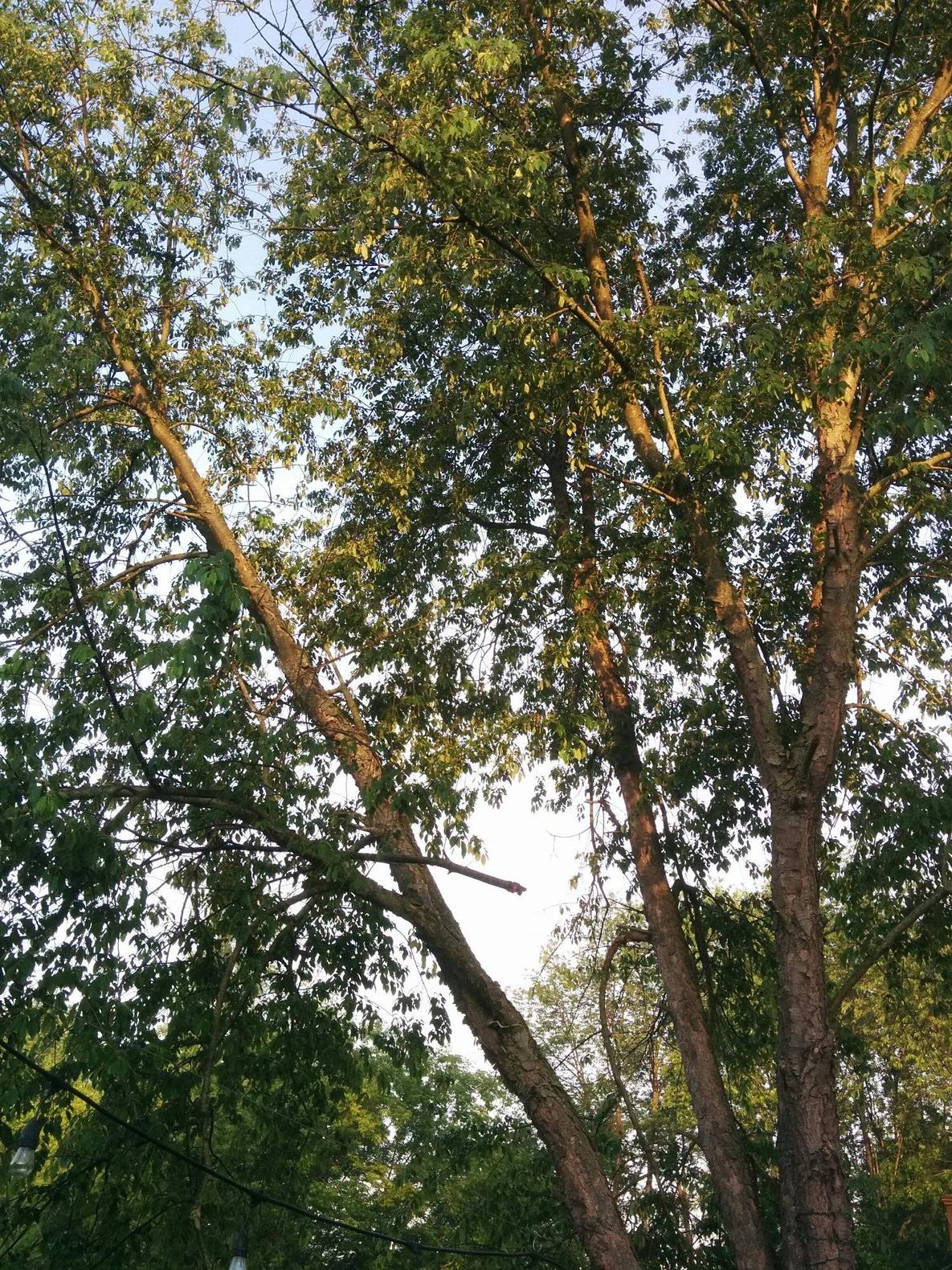 Why is my wild black cherry tree dropping fruit? Gardening