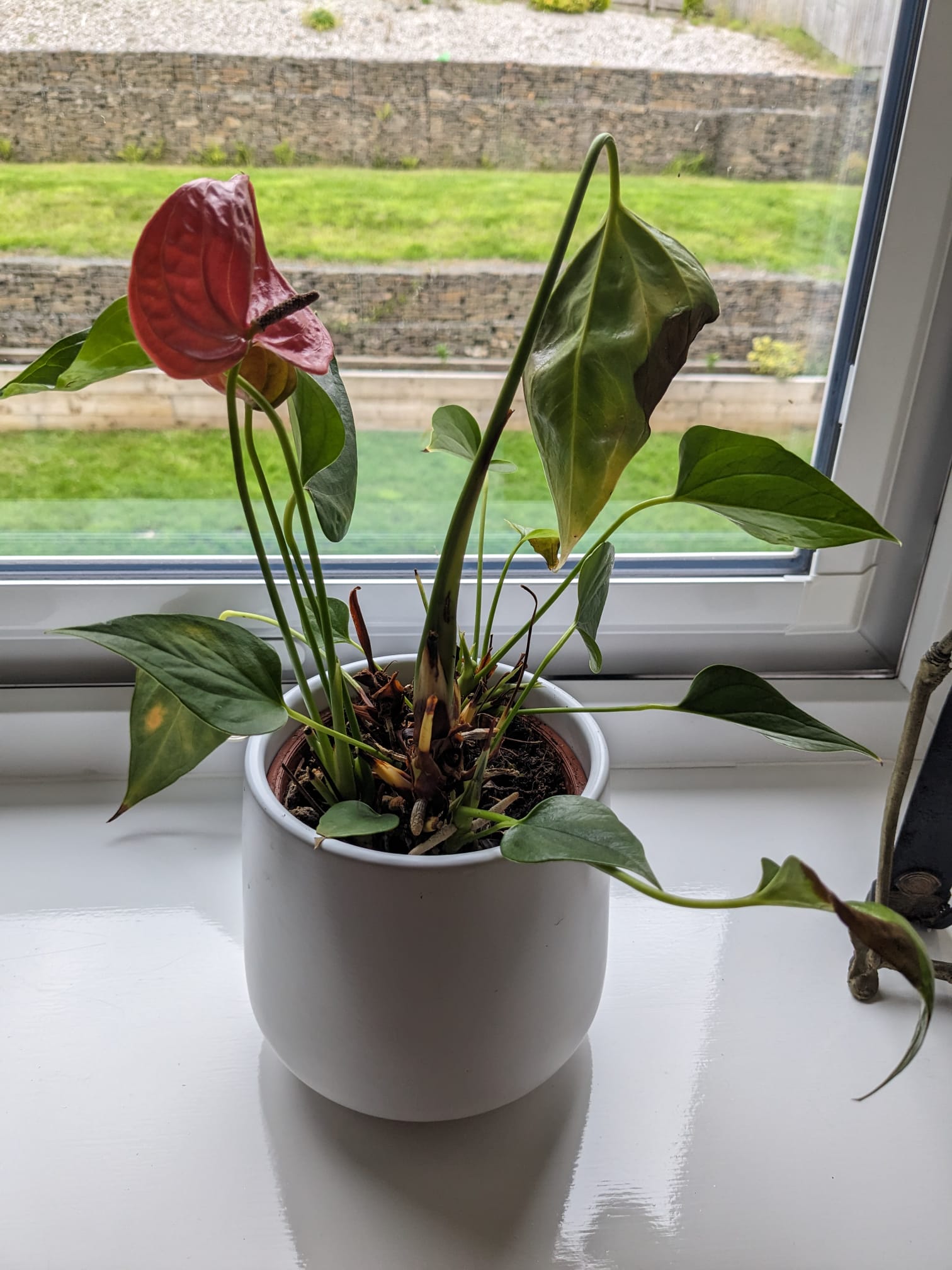 houseplants Any idea why my flamingo plant is dying? Gardening