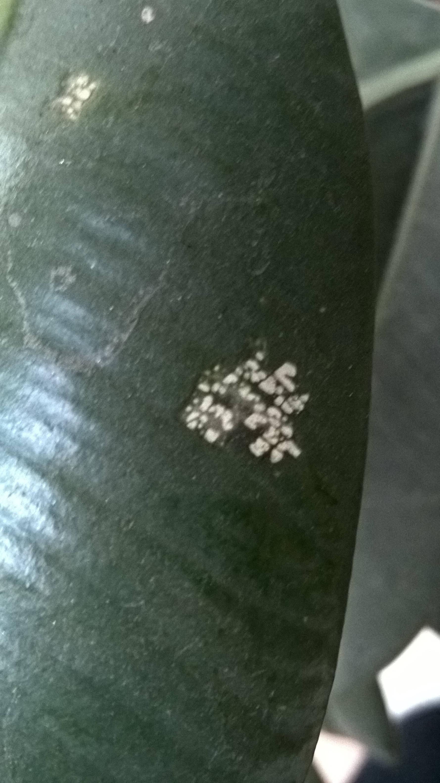 diagnosis What is eating the leaves of my rubber plant? Gardening