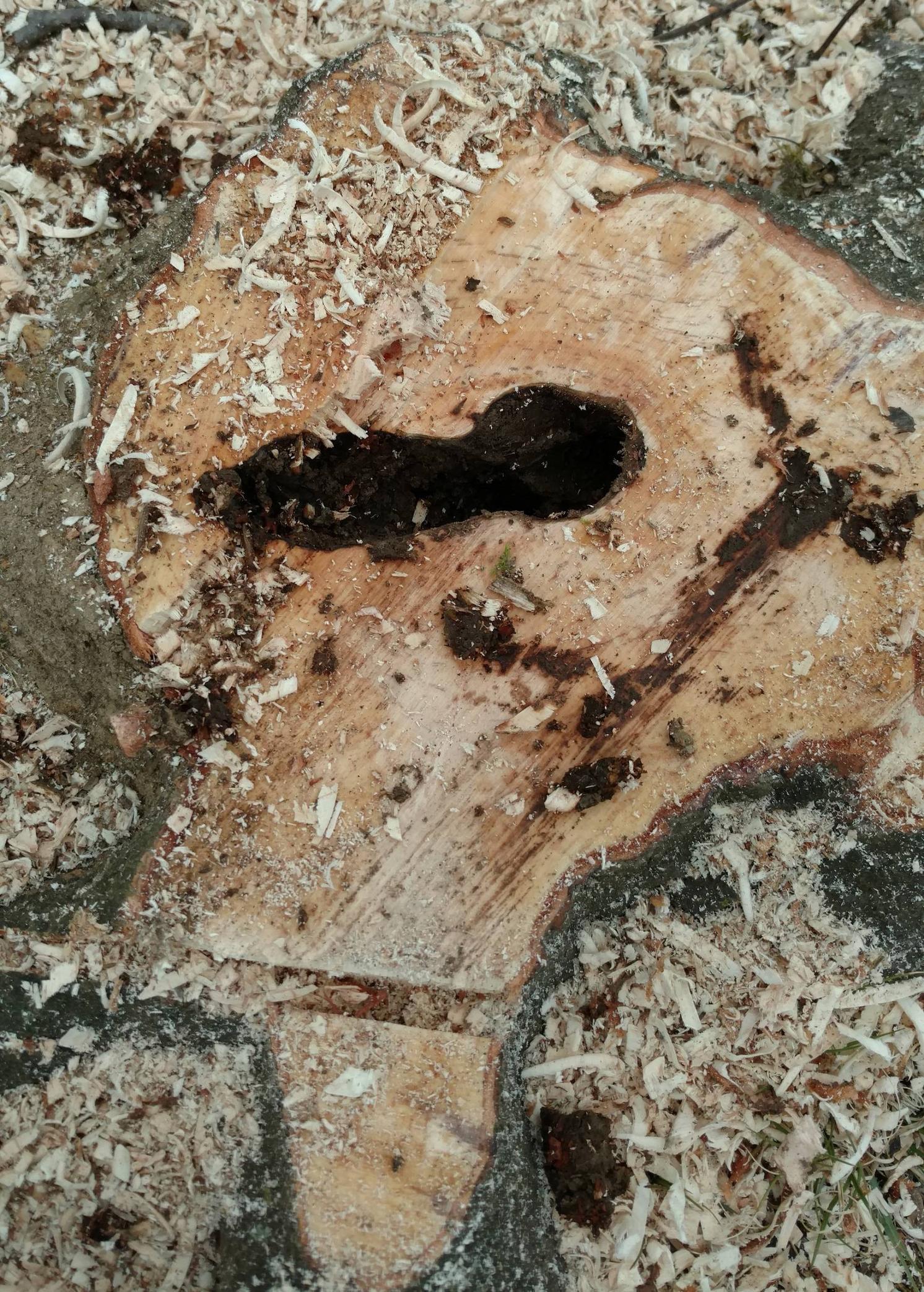 termites in tree stump near house Sol Walling
